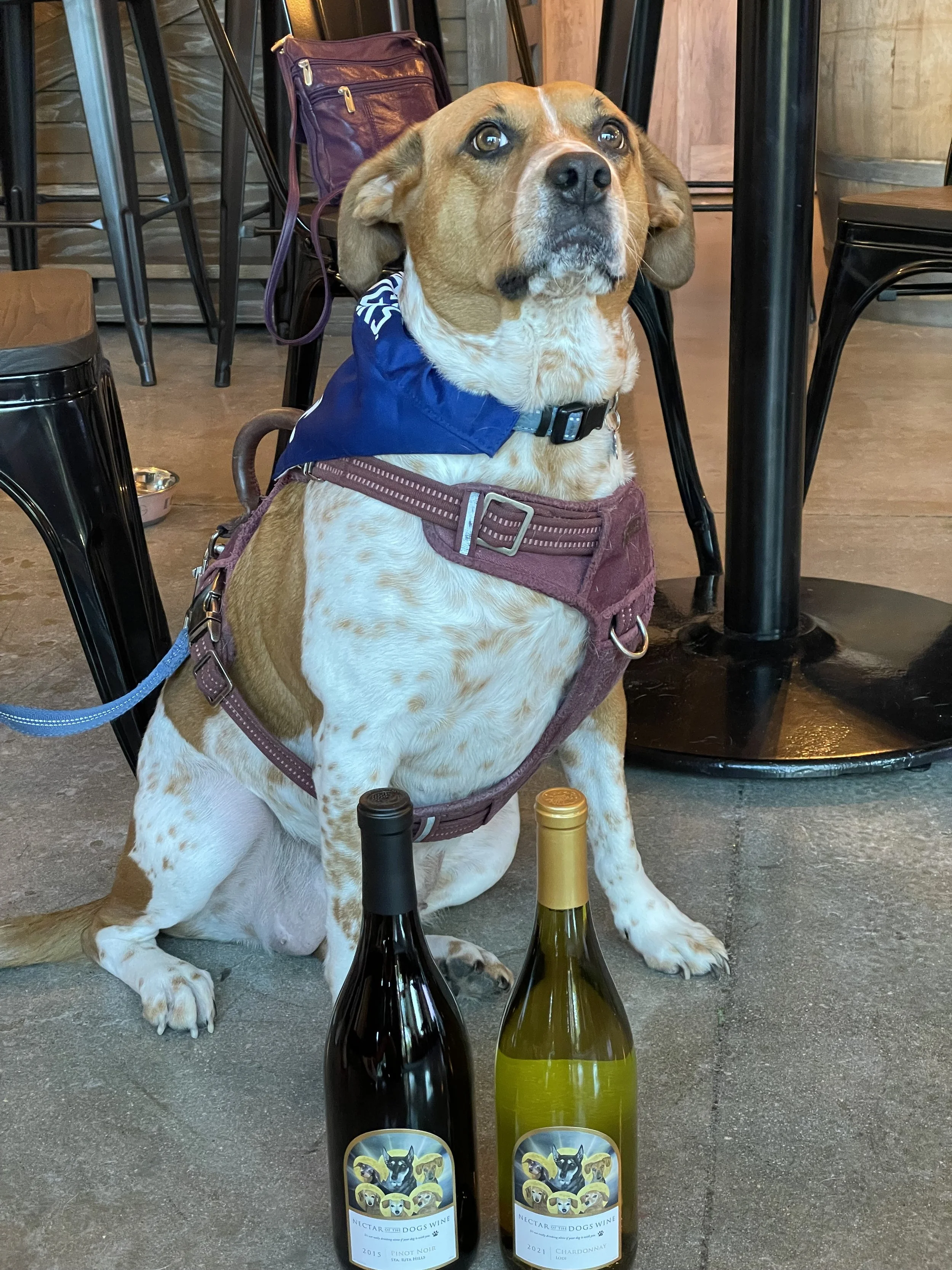 A dog wearing a blue bandana and a harness sitting on the floor of a wine tasting room with two bottles of wine in front of it. 