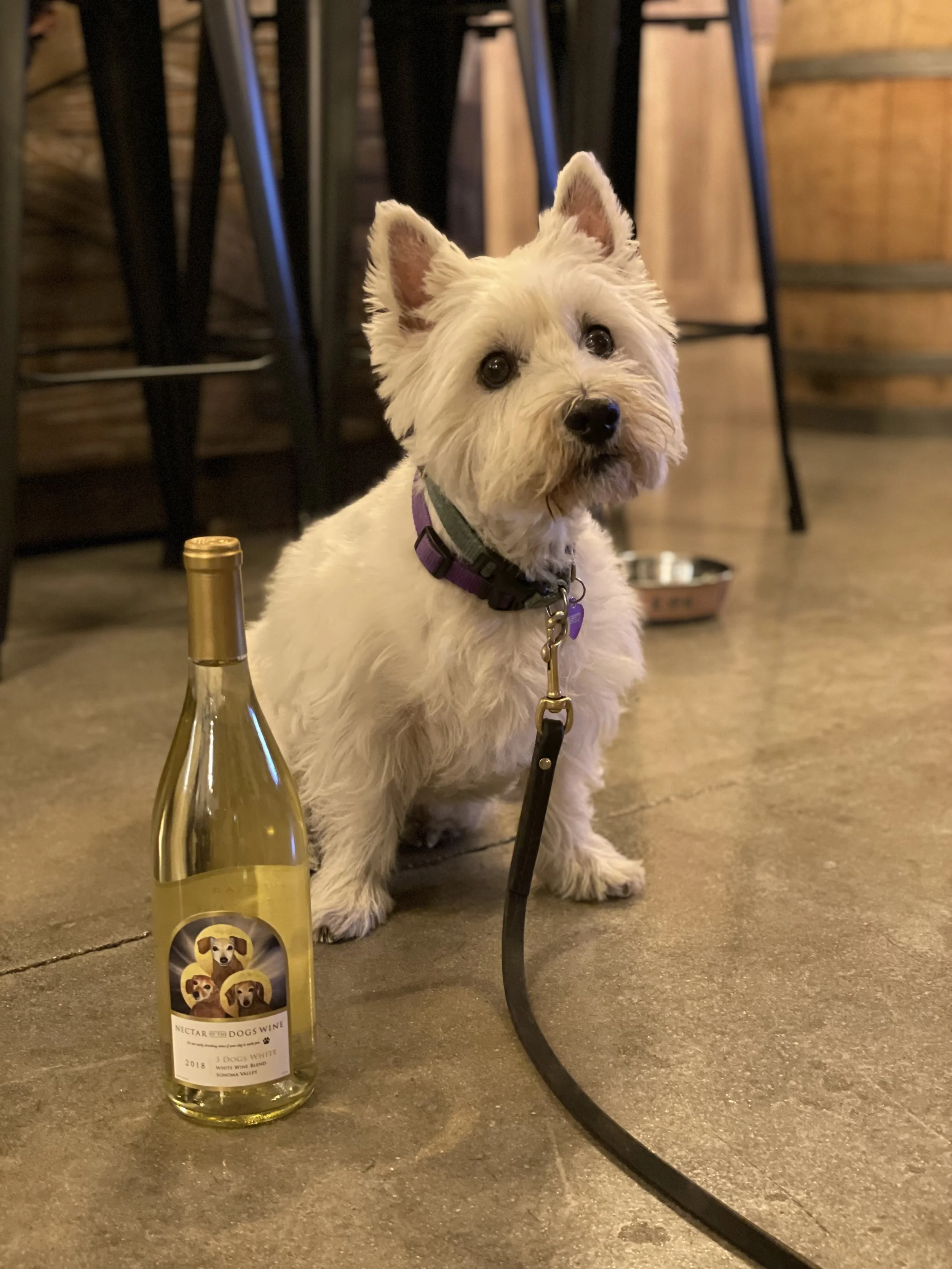 A cute dog sitting on the floor with a bottle of wine.