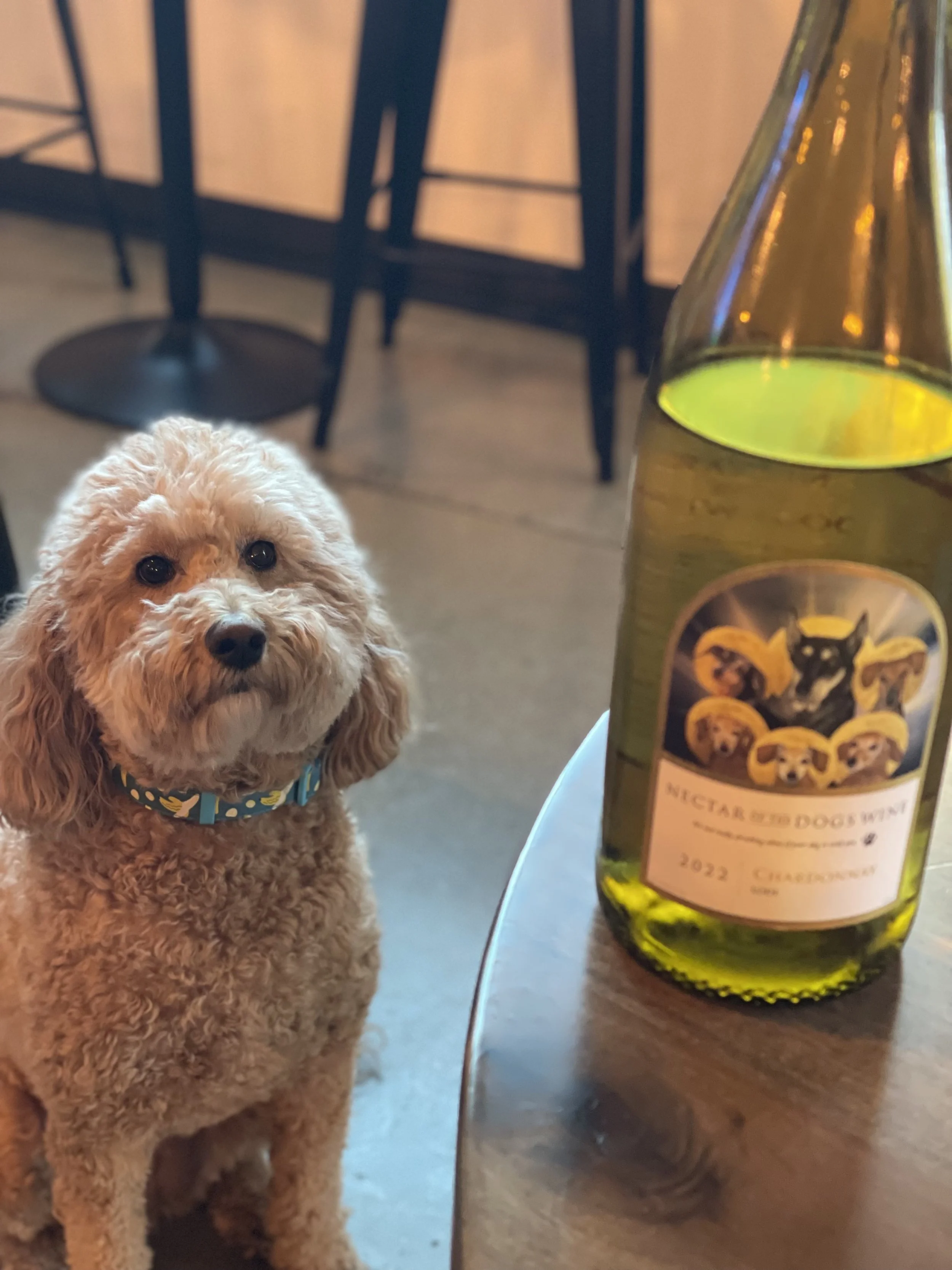 A small, curly-haired dog sitting on the floor next to a bottle of white wine with a label featuring images of dogs.