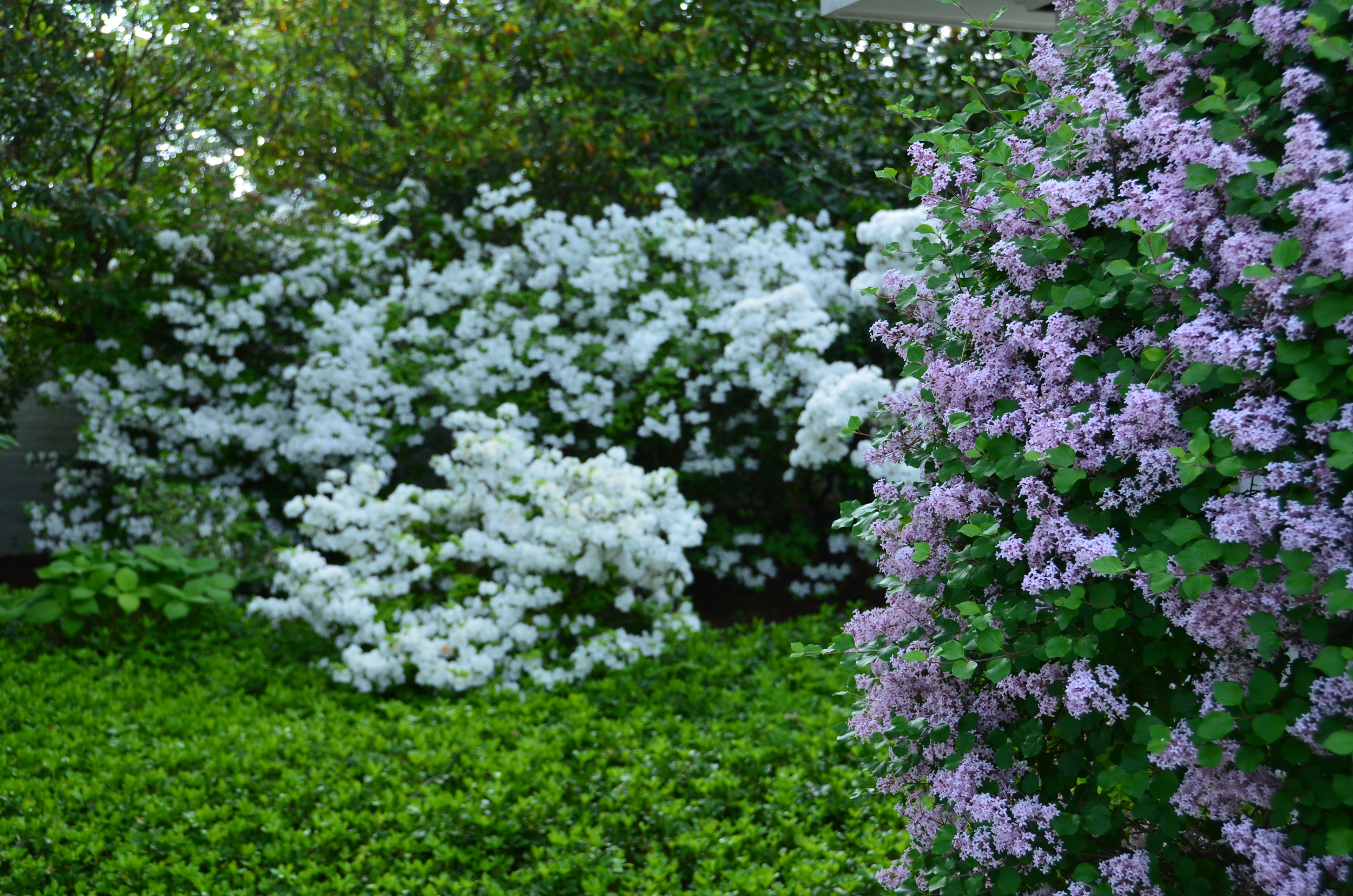 foreground, Syringa meyeri 'Palabin' (dwarf Korean lilac); background 'Delaware Valley White' (azalea)