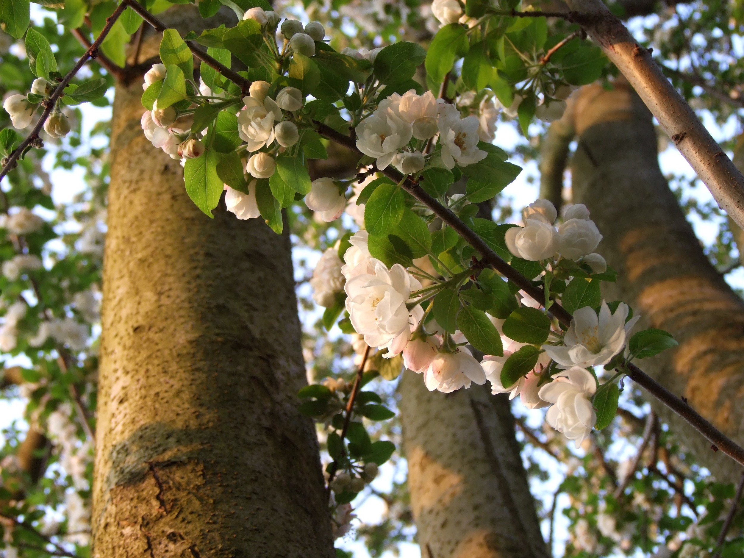 Malus (crabapple) unknown cultivar, double white bloom