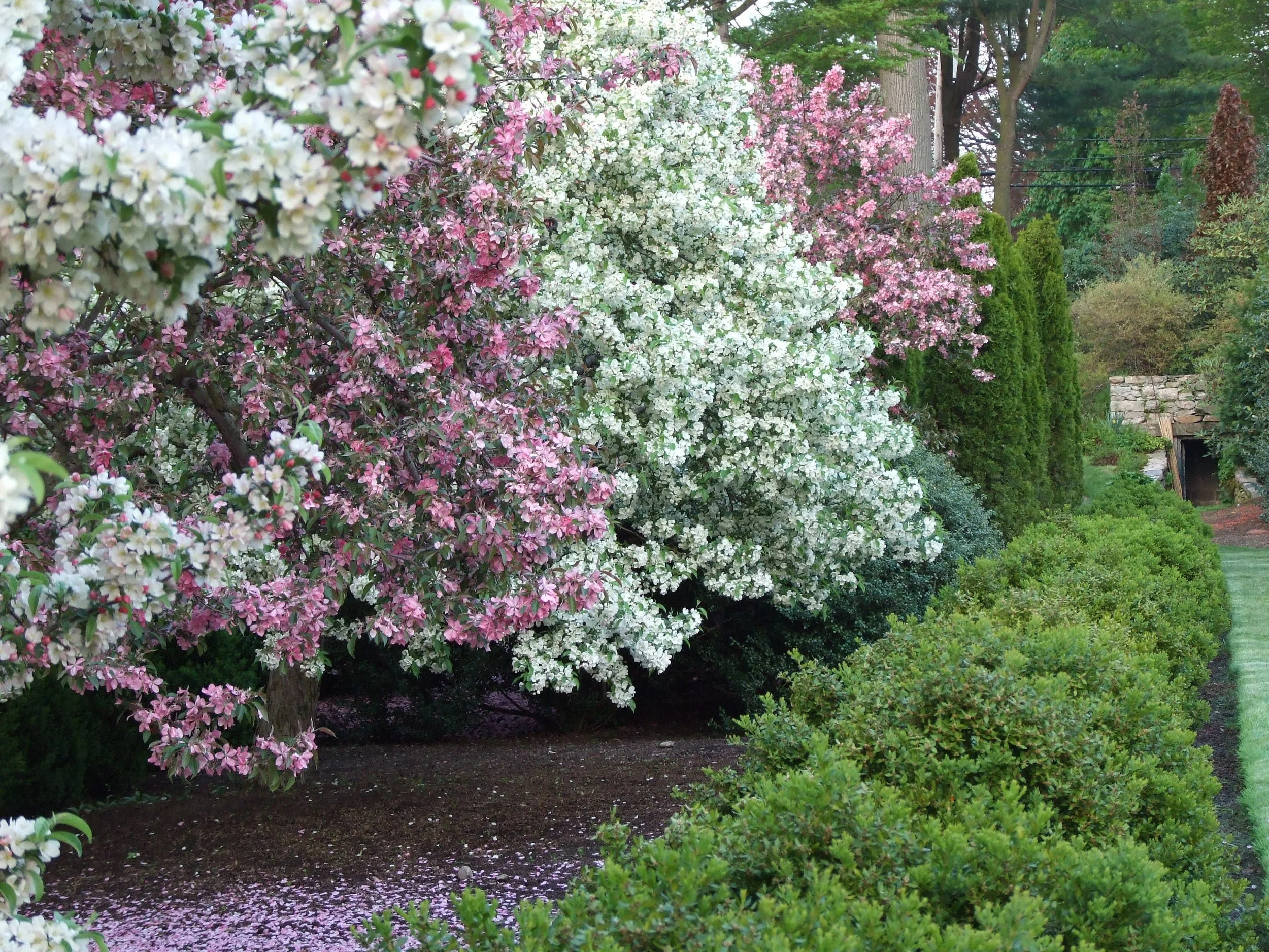 Malus (flowering crabapples), unknown cultivars; Buxus sempervirens (boxwood hedge)