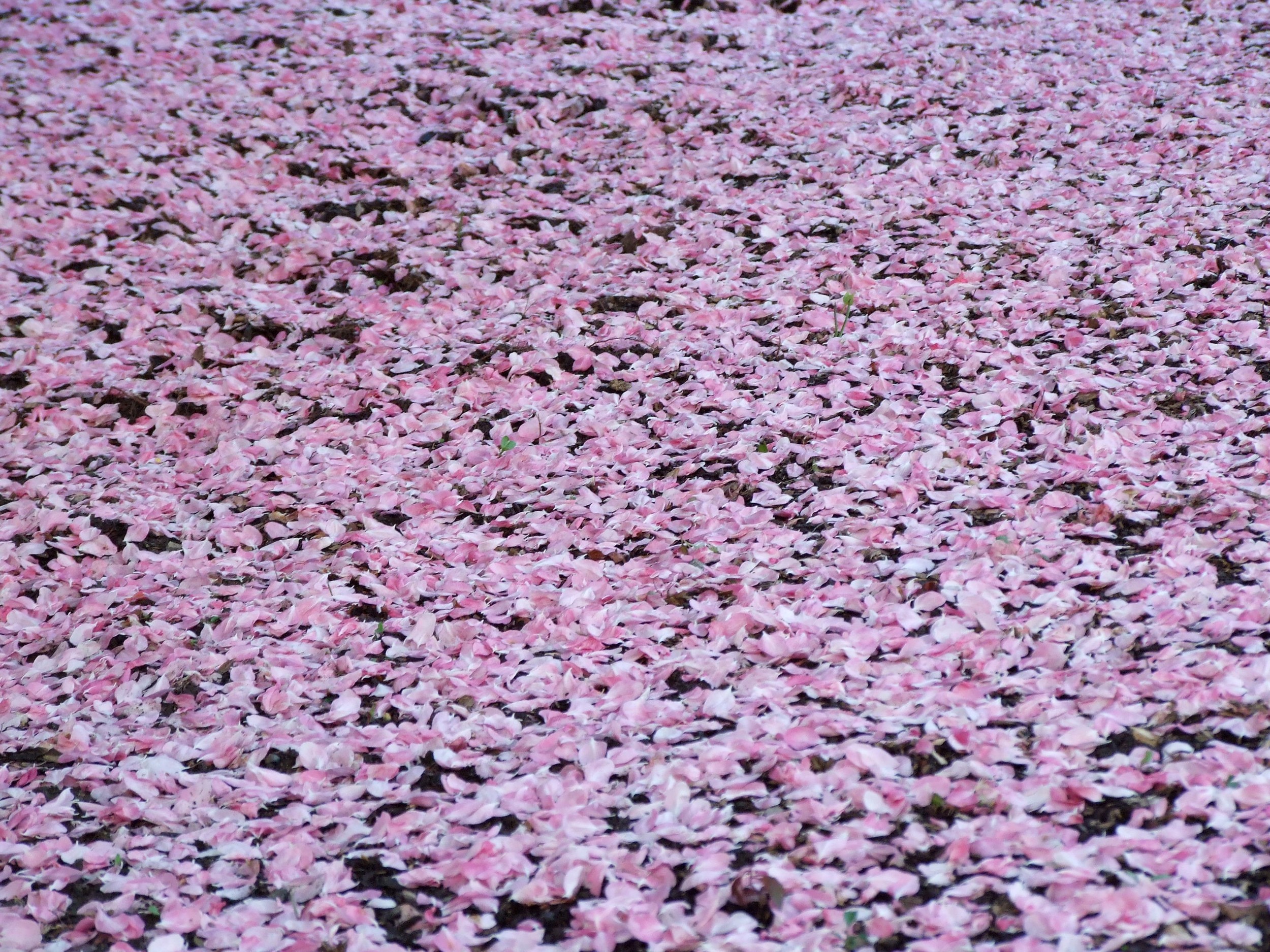 carpet of crabapple petals
