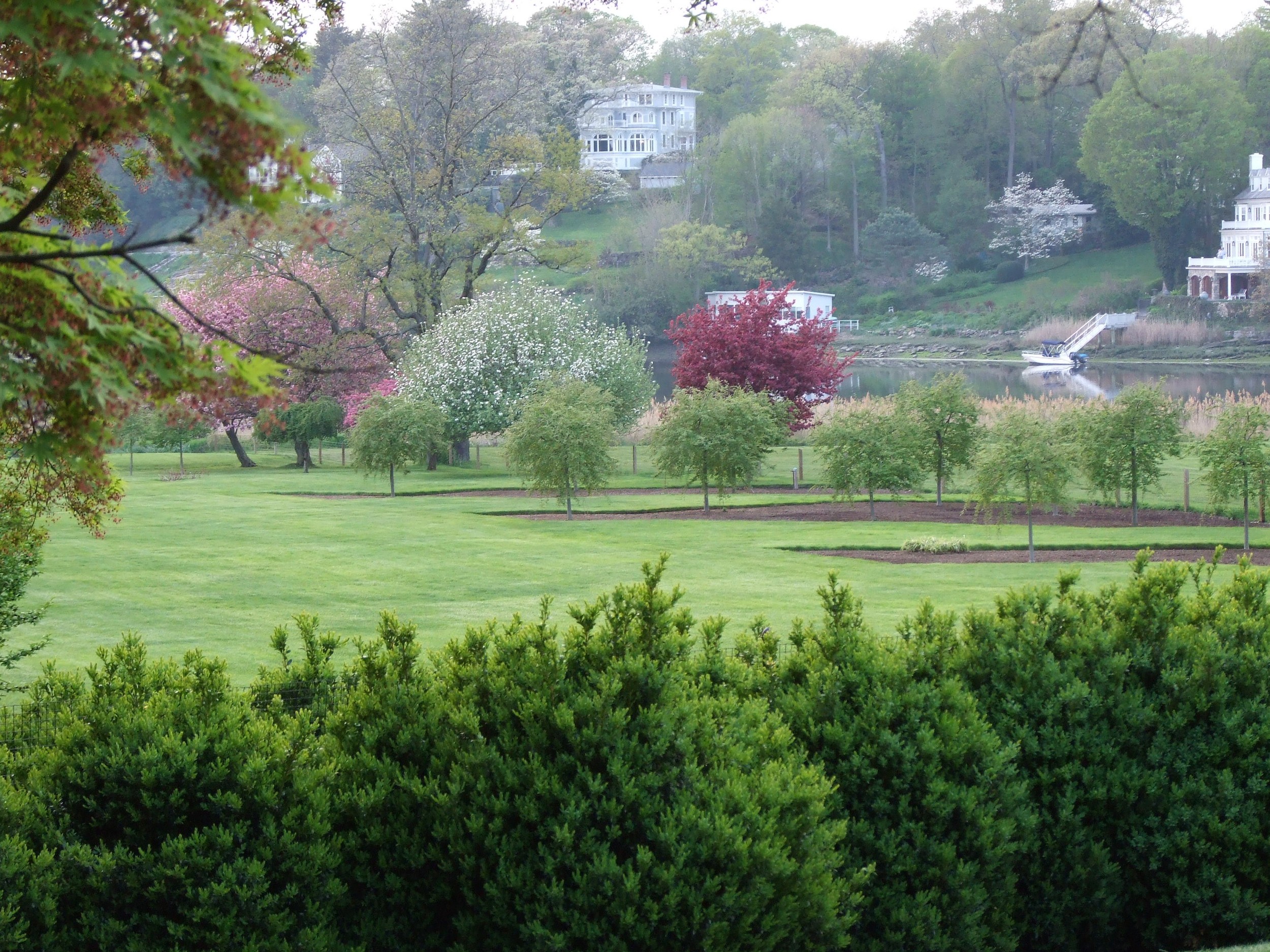 foreground: boxwoods ( Buxus sempervirens ); mid-ground: weeping hornbeam ( Carpinus betulus 'Pendula'); background: crabapples ( Malus ), unknown cultivars