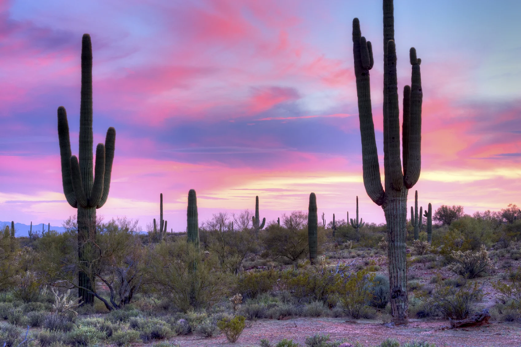 Arizona Cactus.jpg