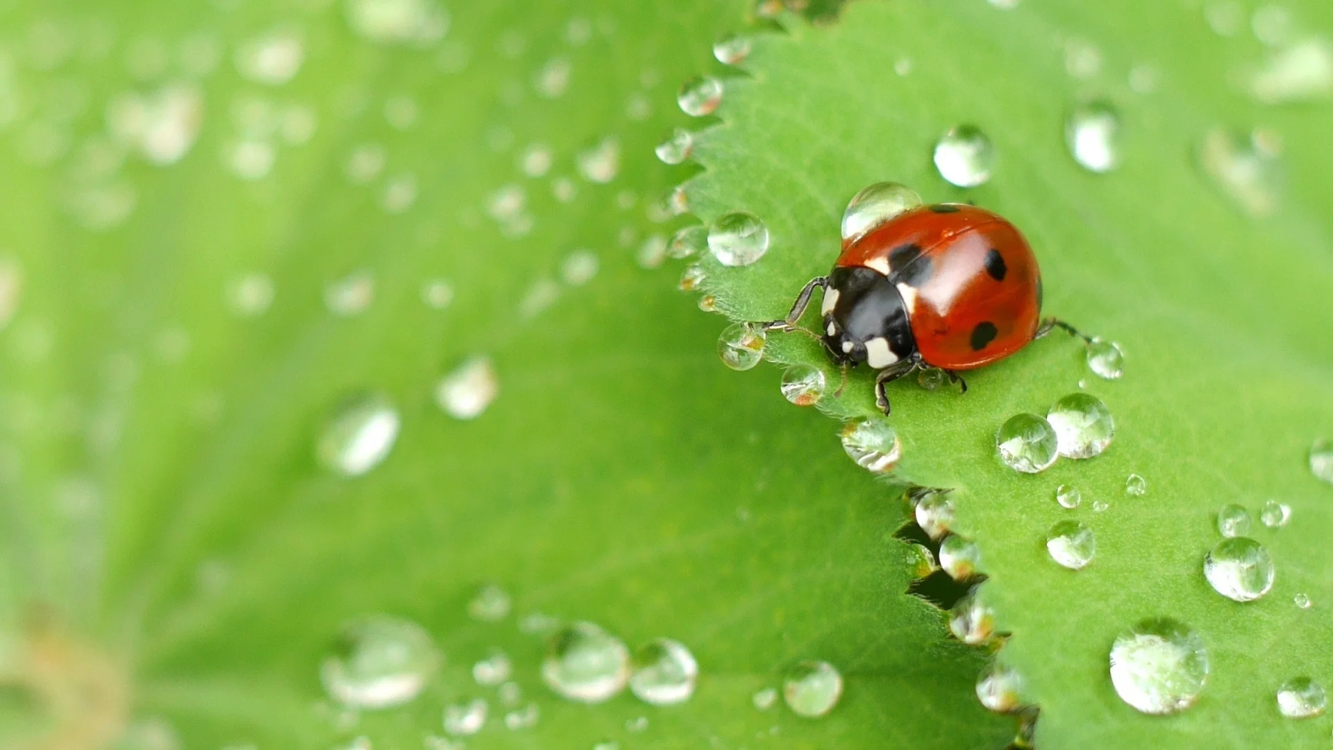 ladybug-on-wet-leaf.jpg