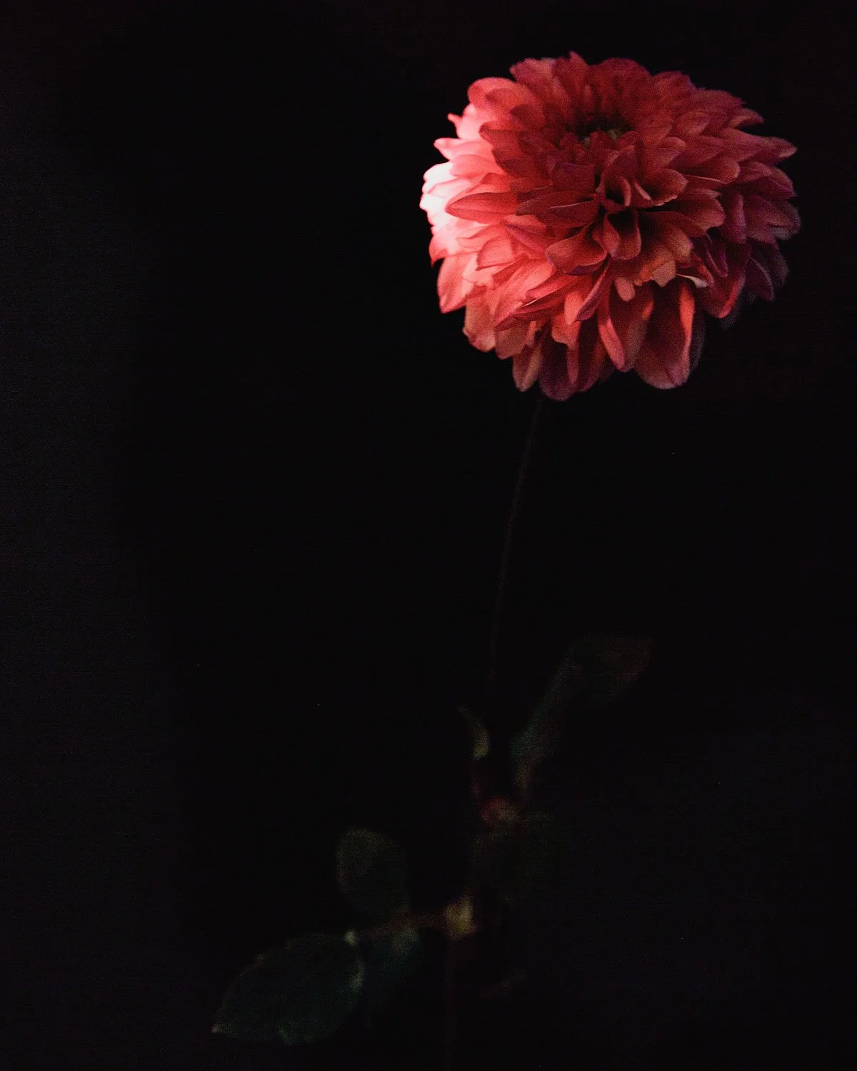 flower.jpg