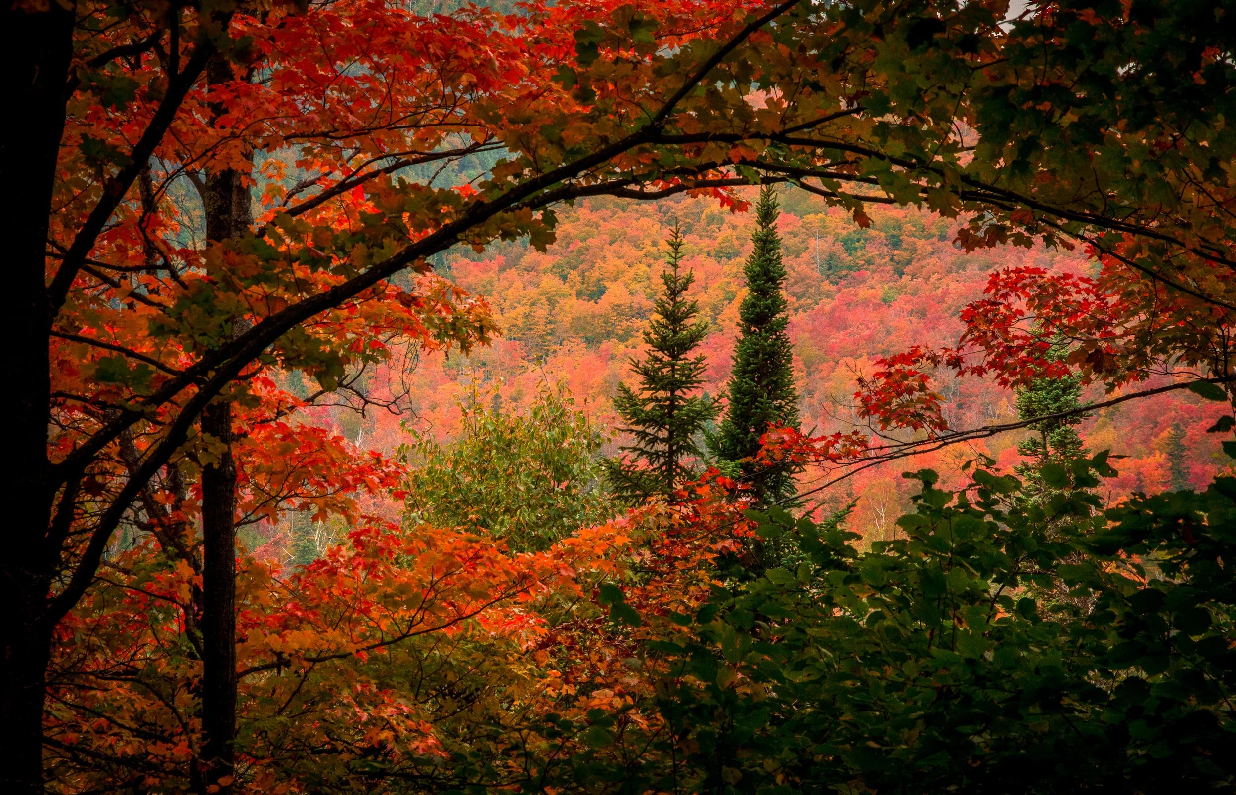 EHP_Nature_Sq Sp Site_092.jpg