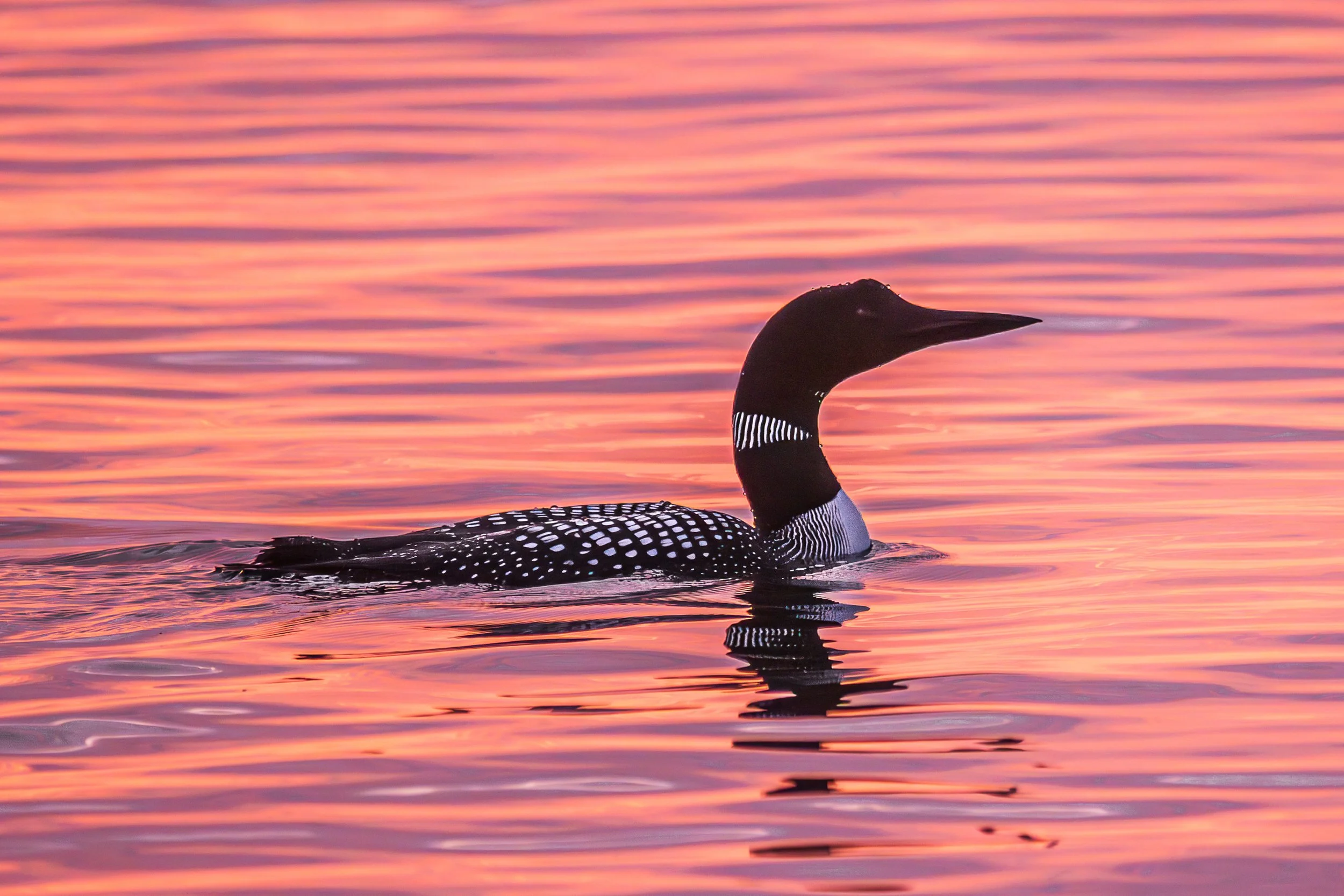 EHP_Nature_Sq Sp Site_006.jpg