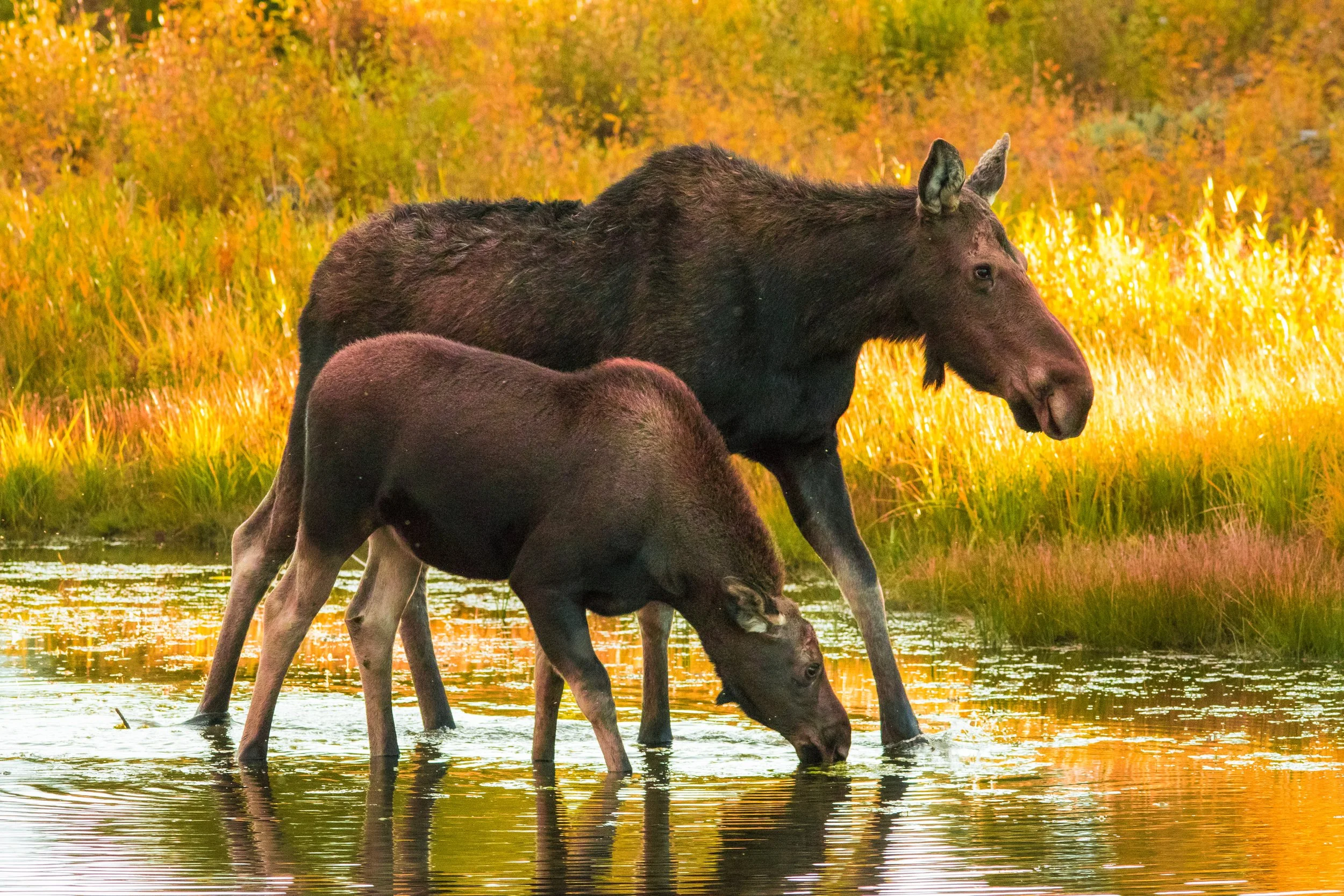 EHP_Nature_Sq Sp Site_114.jpg