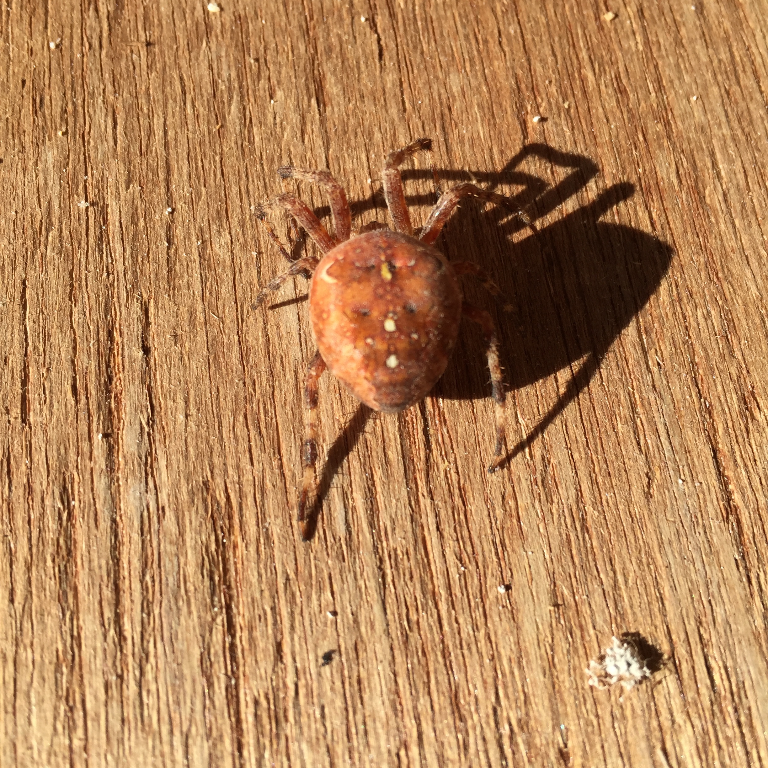 This is not a tiny crab; it's a GIANT spider.