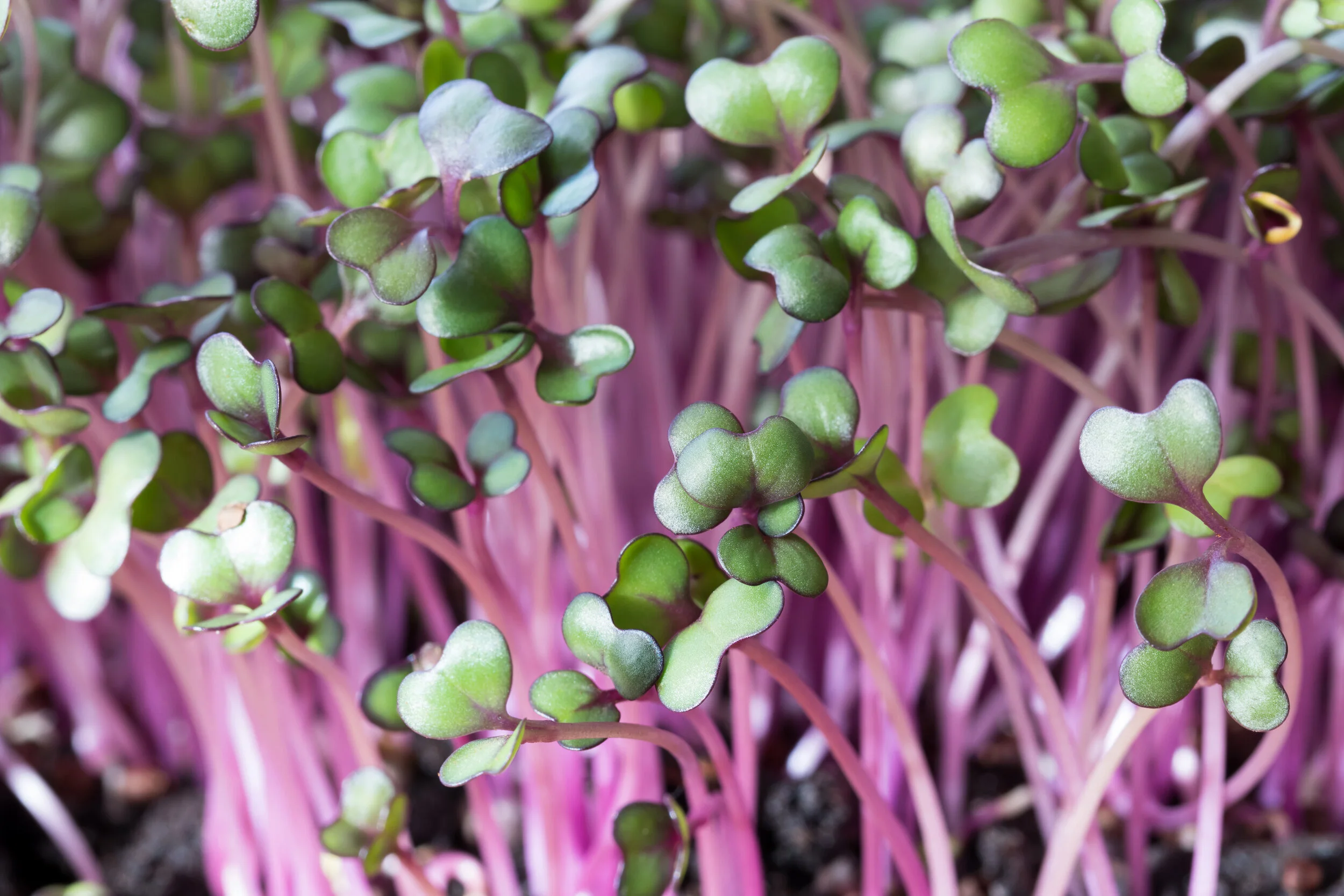 THE BEGINNER'S GUIDE TO A PLANT-BASED DIET