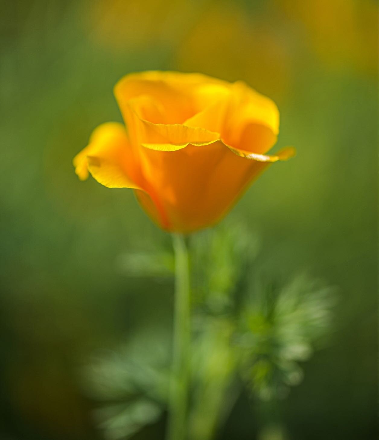 California Poppy &bull; traditionally used as soothing support for the nervous system California Poppy promotes calm and is a wonderful herbal ally at bedtime.* It&rsquo;s one of the 5 tinctures from my grounding toolkit in the @herbpharm giveaway - 