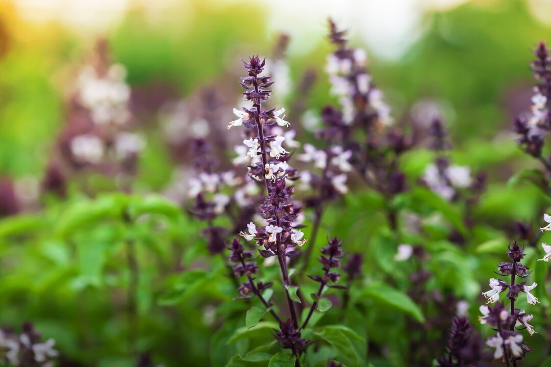 HOLY BASIL &bull; also known as Tulsi (+ the queen of herbs) functions as an #adaptogen that supports mental concentration.*⠀⠀⠀⠀⠀⠀⠀⠀⠀
 ⠀⠀⠀⠀⠀⠀⠀⠀⠀
This sacred herb also supports calm, focused energy and a balanced response to stress.*⠀⠀⠀⠀⠀⠀⠀⠀⠀
 ⠀⠀⠀⠀⠀⠀⠀