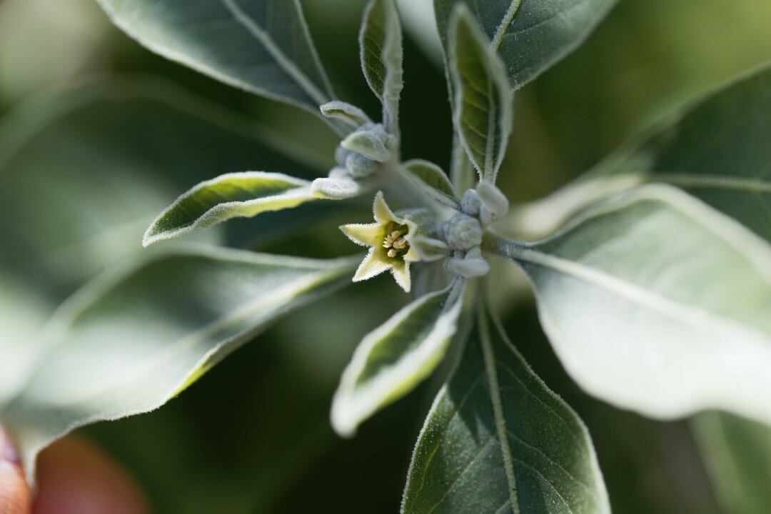 Ashwagandha &bull;  Widely used in Ayurveda and known for its traditional use to promote a balanced response to stress.* This calming adaptogenic herb also offers support for energy and vitality.* One of my favorite herbal allies!⠀⠀⠀⠀⠀⠀⠀⠀⠀
 ⠀⠀⠀⠀⠀⠀⠀⠀⠀