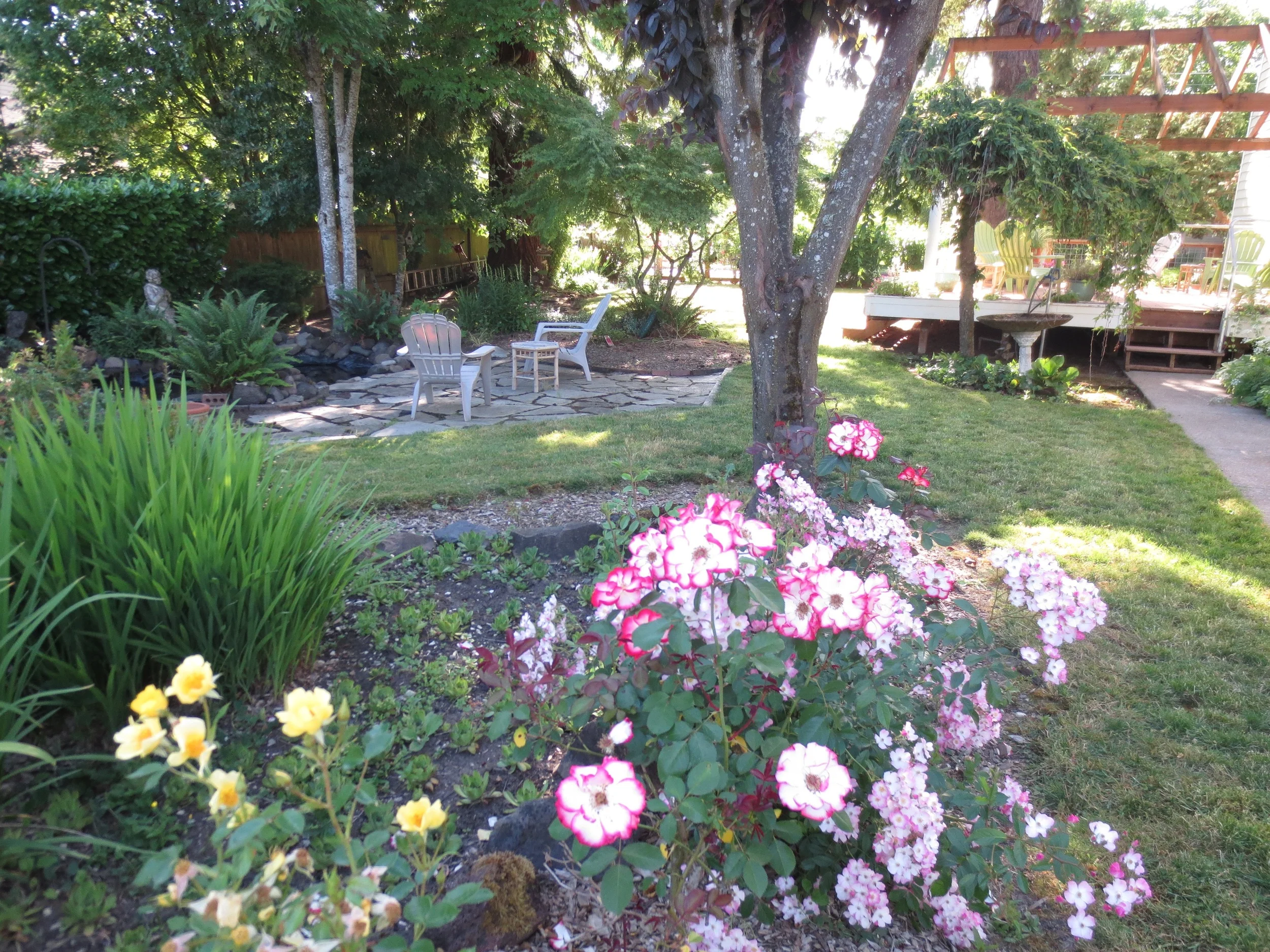 The garden.