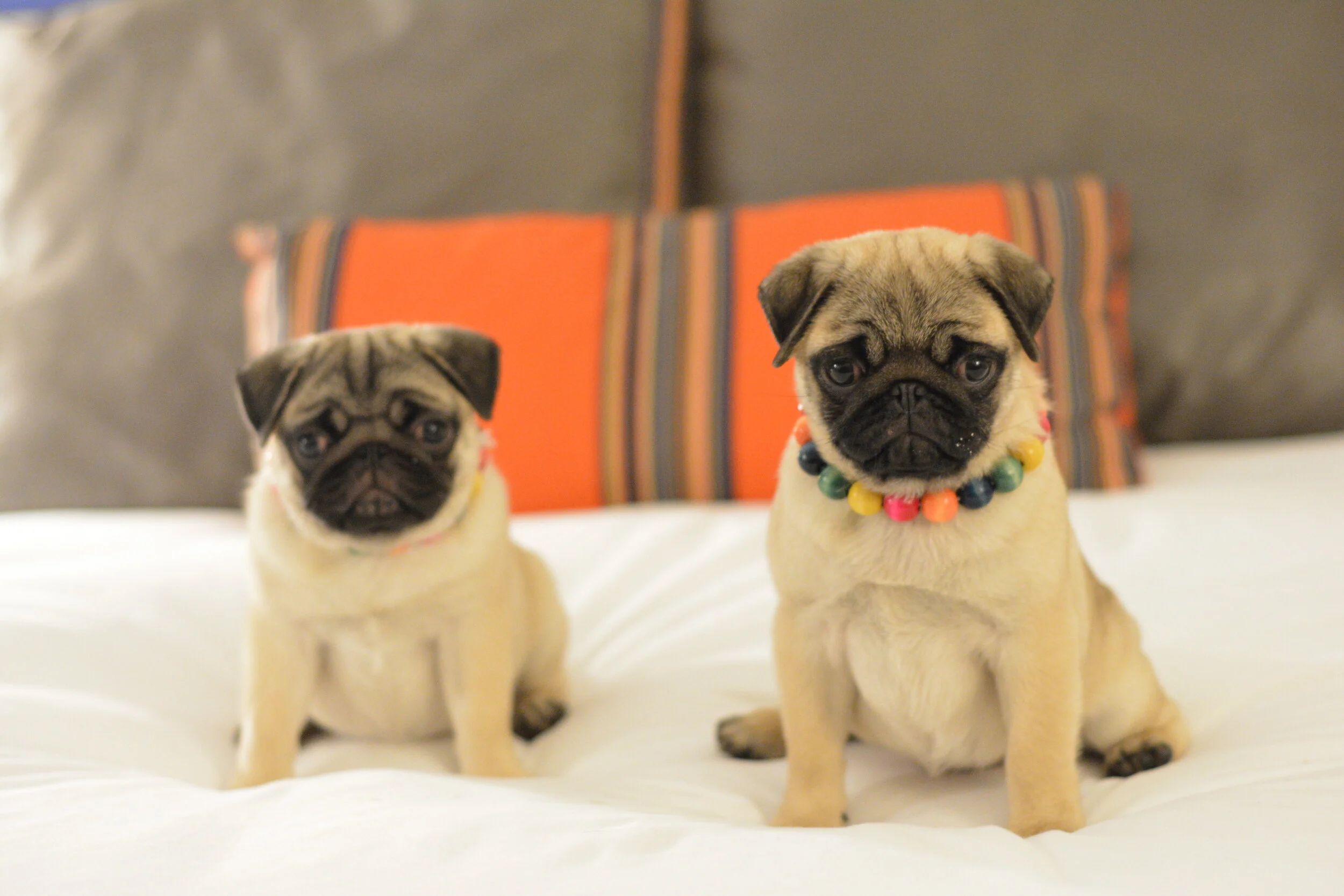  Molly and her sister Cookie 