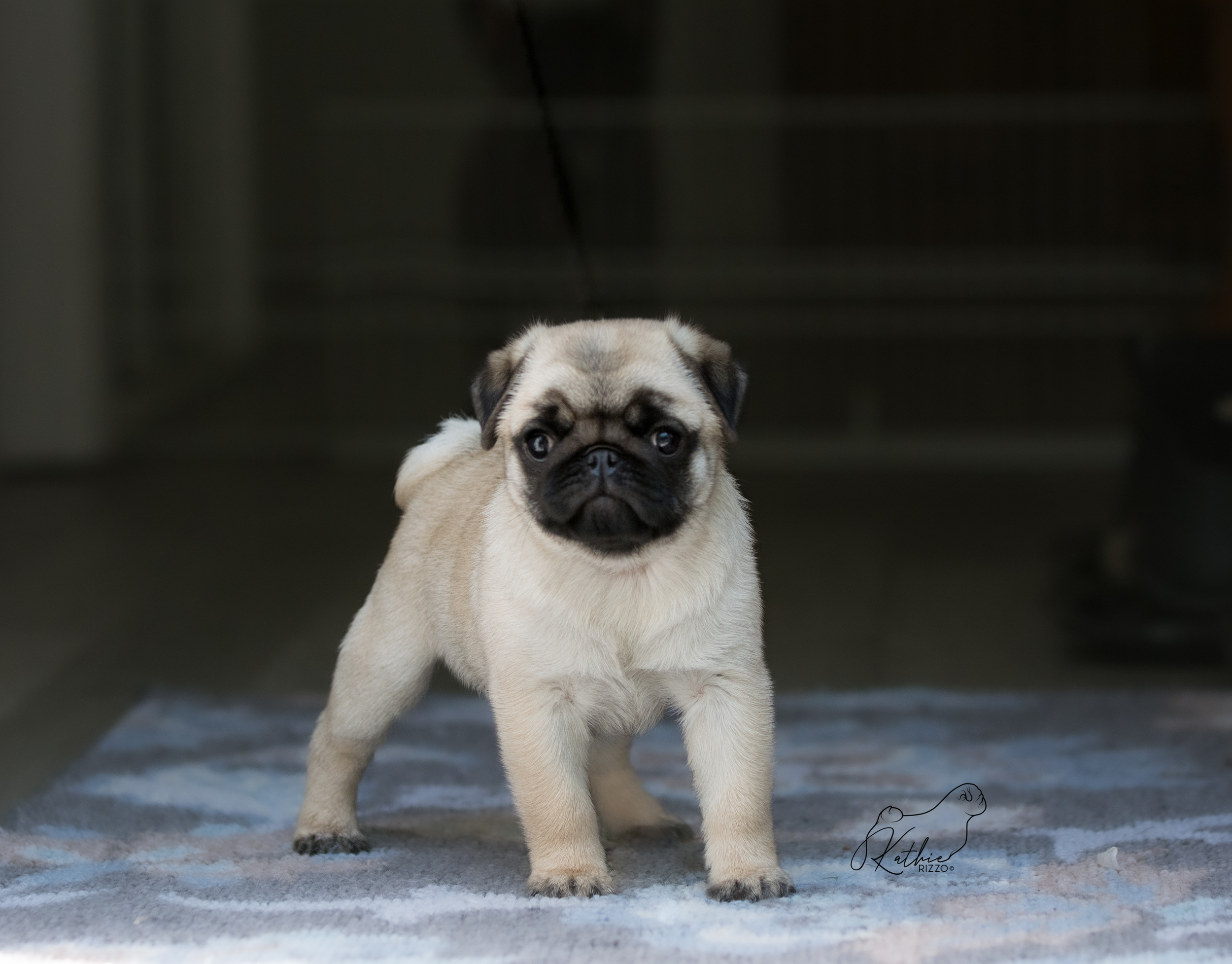 pug $_12.JPG?set_id=880000500F
