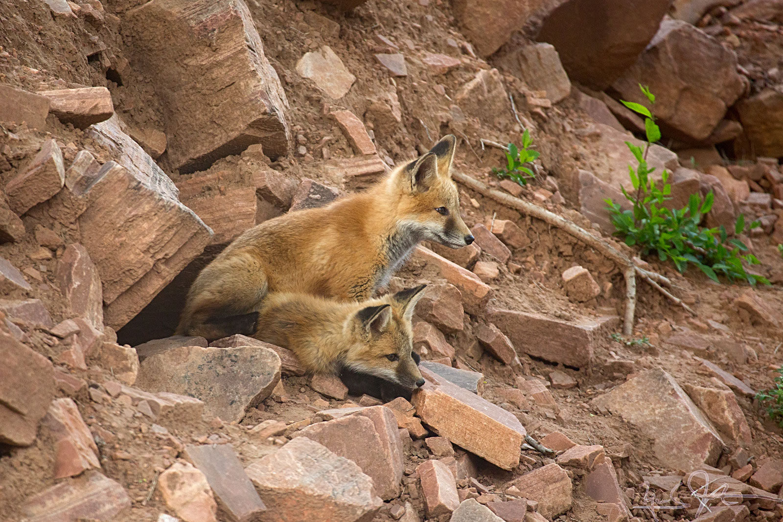 Fox kits at entrance to den, Lyons, Colorado