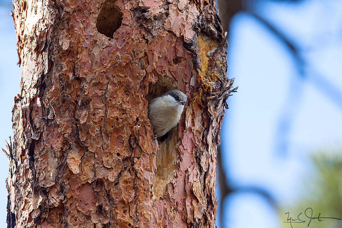 Nuthatch at nest entrance.