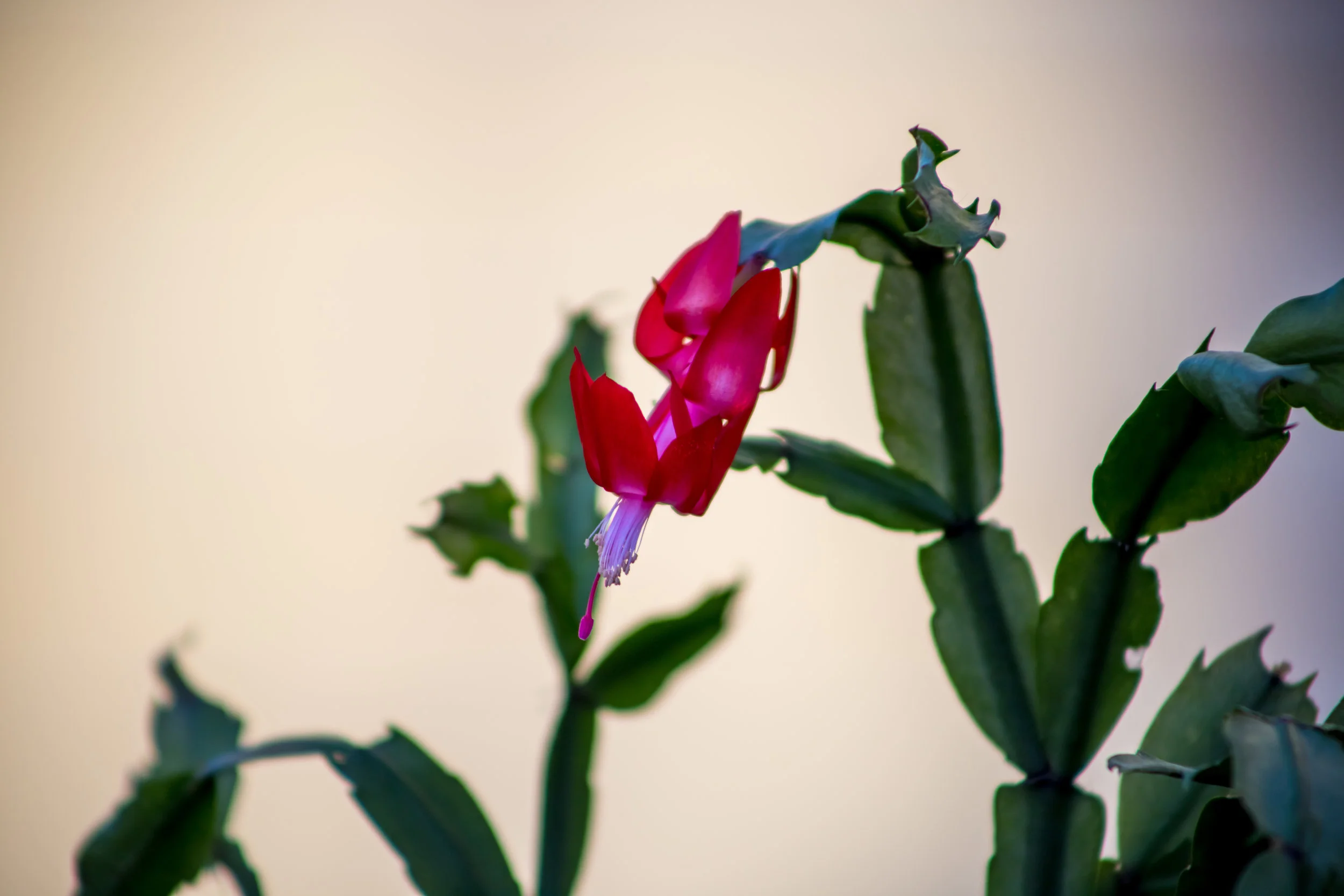 IMG_0899.jpg