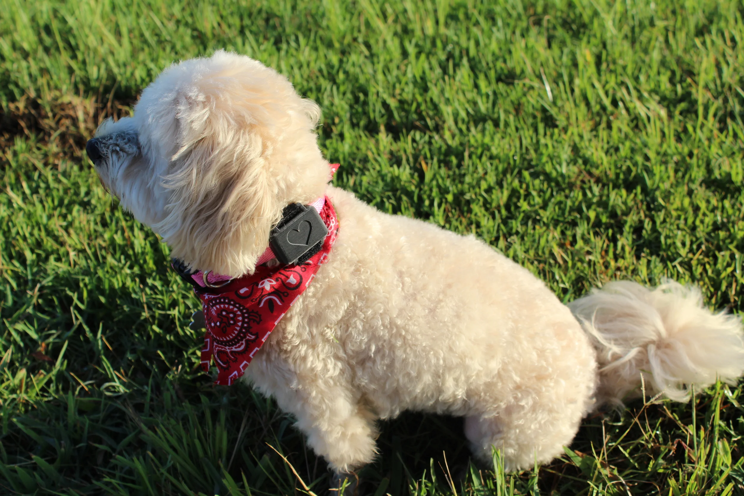 Peppypets - A quick overview