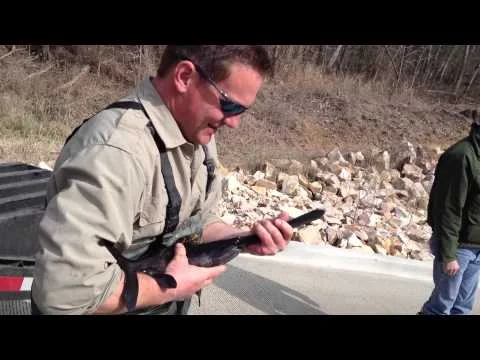Paddlefish released into Caddo Lake (Copy)
