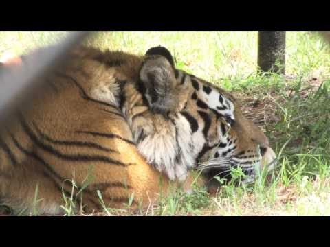 Tiger Creek in Tyler, Texas (Copy)