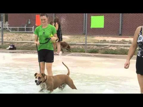 Dog Days of Summer Dog Swim (Copy)
