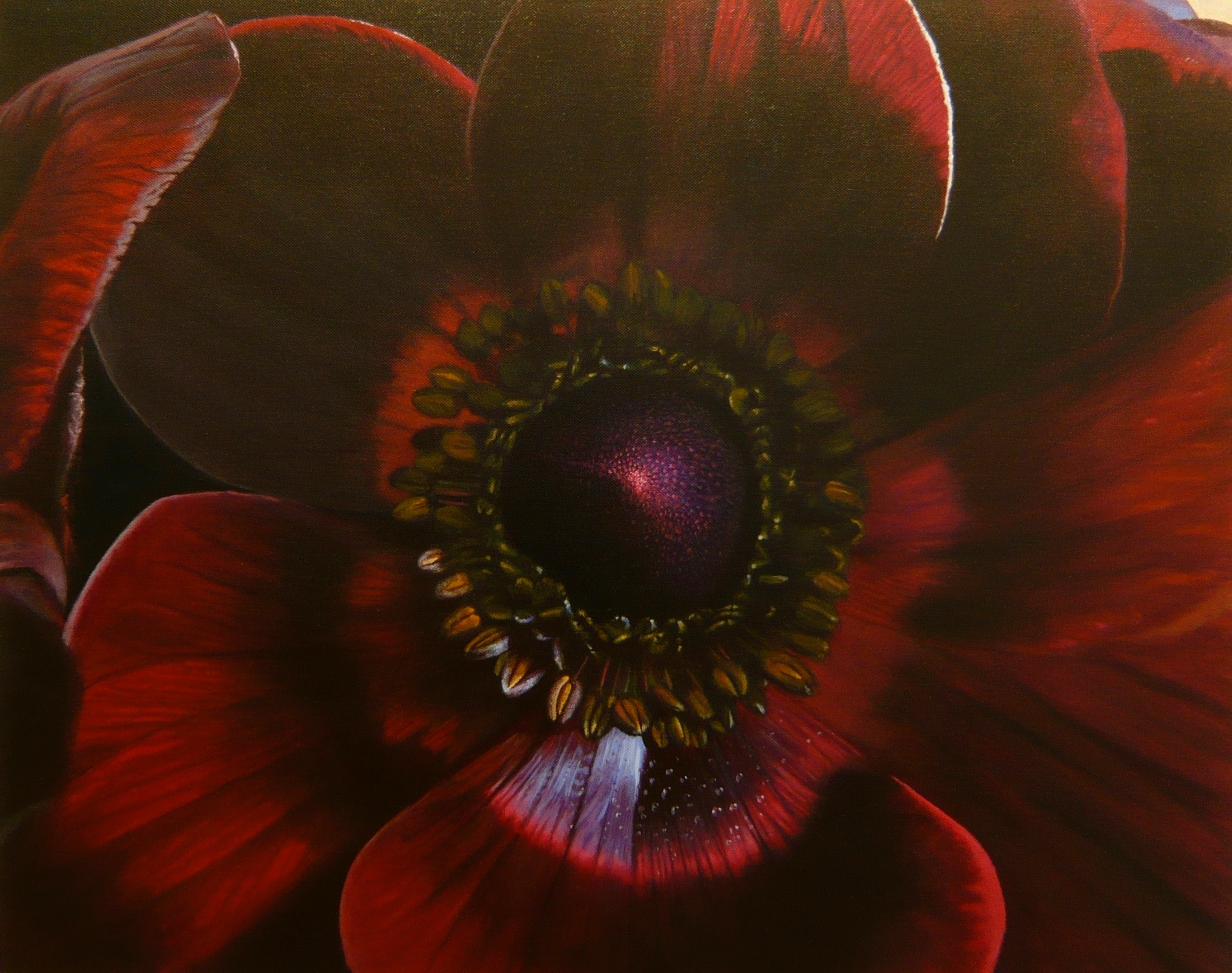 anemone1