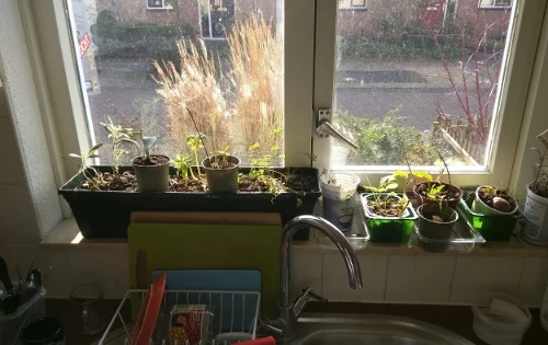 Notice the peanut butter (pinden kas in Dutch which translates to peanut cheese) jar in the drying rack...Gone!