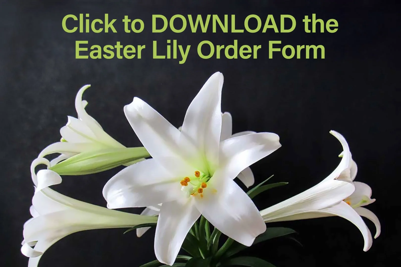 Easter Lily Order Form for 2026