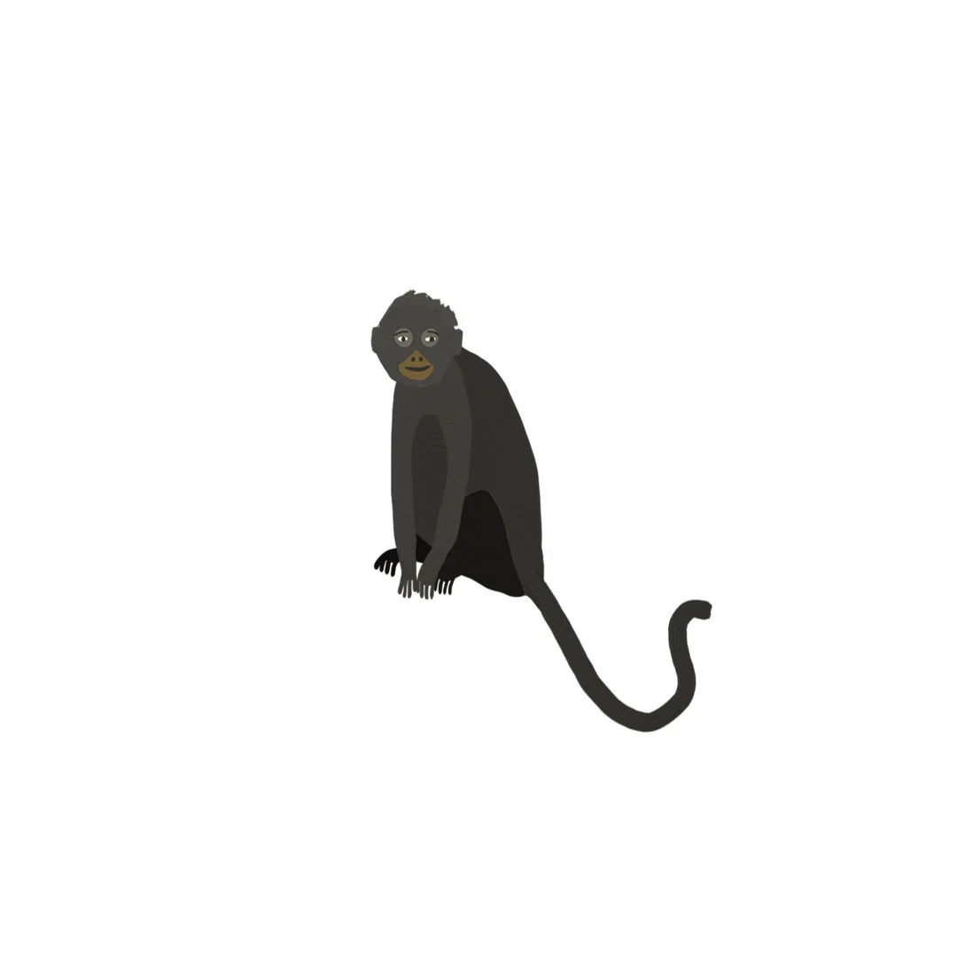 mono monkey.jpg