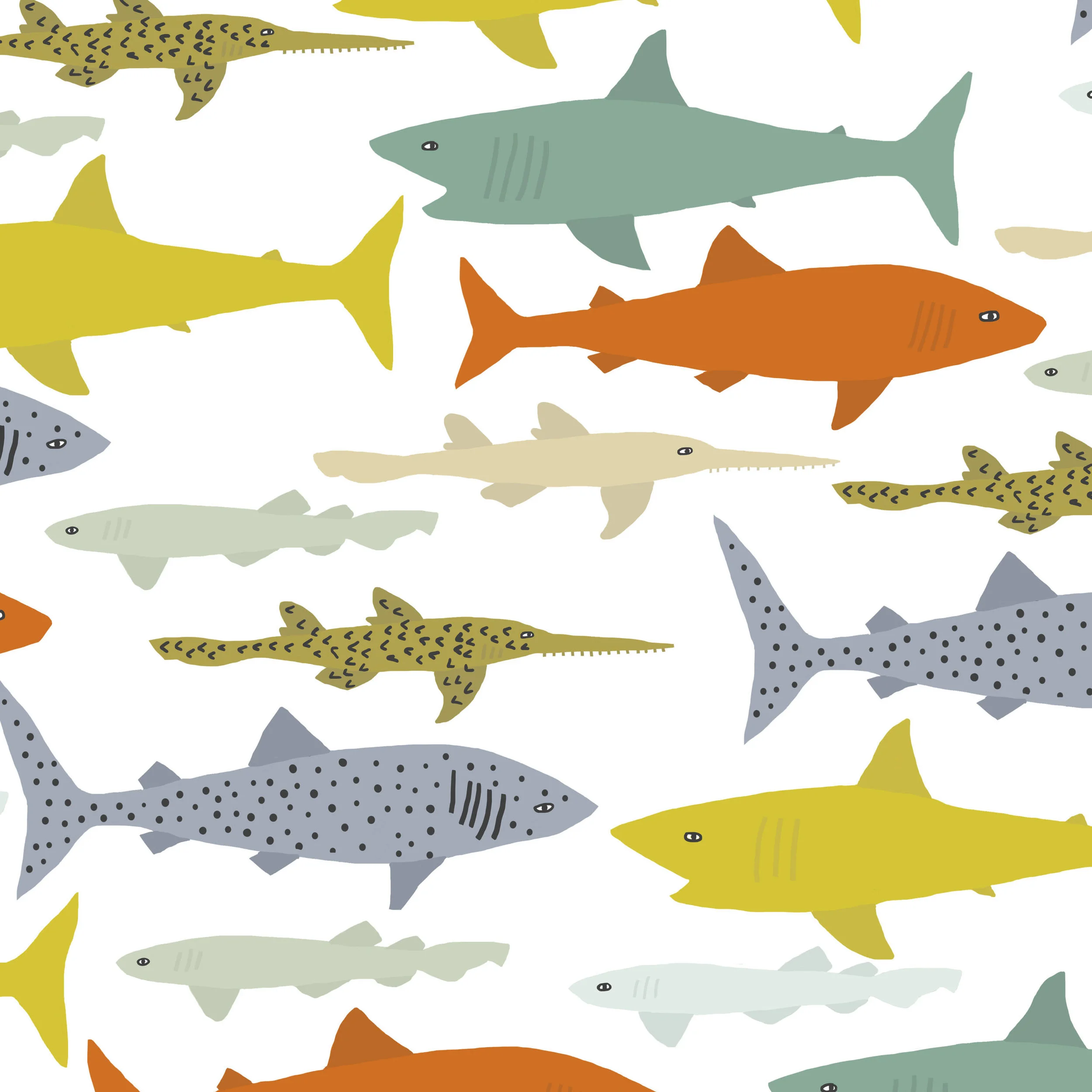 shark species sq.jpg