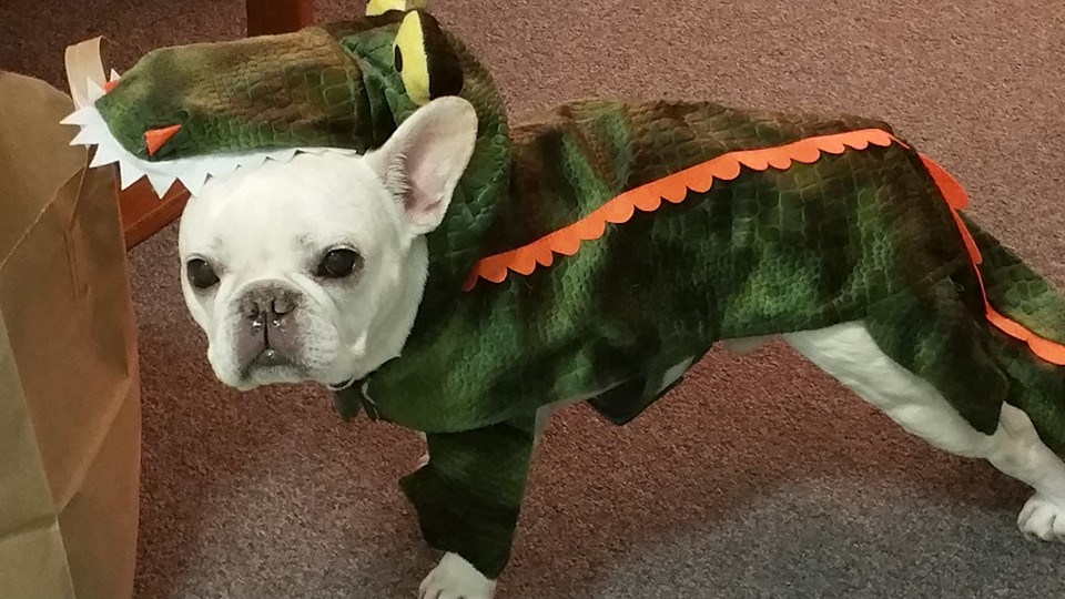 One of our cast doggies, Eddie, dressed up for the occasion! 
