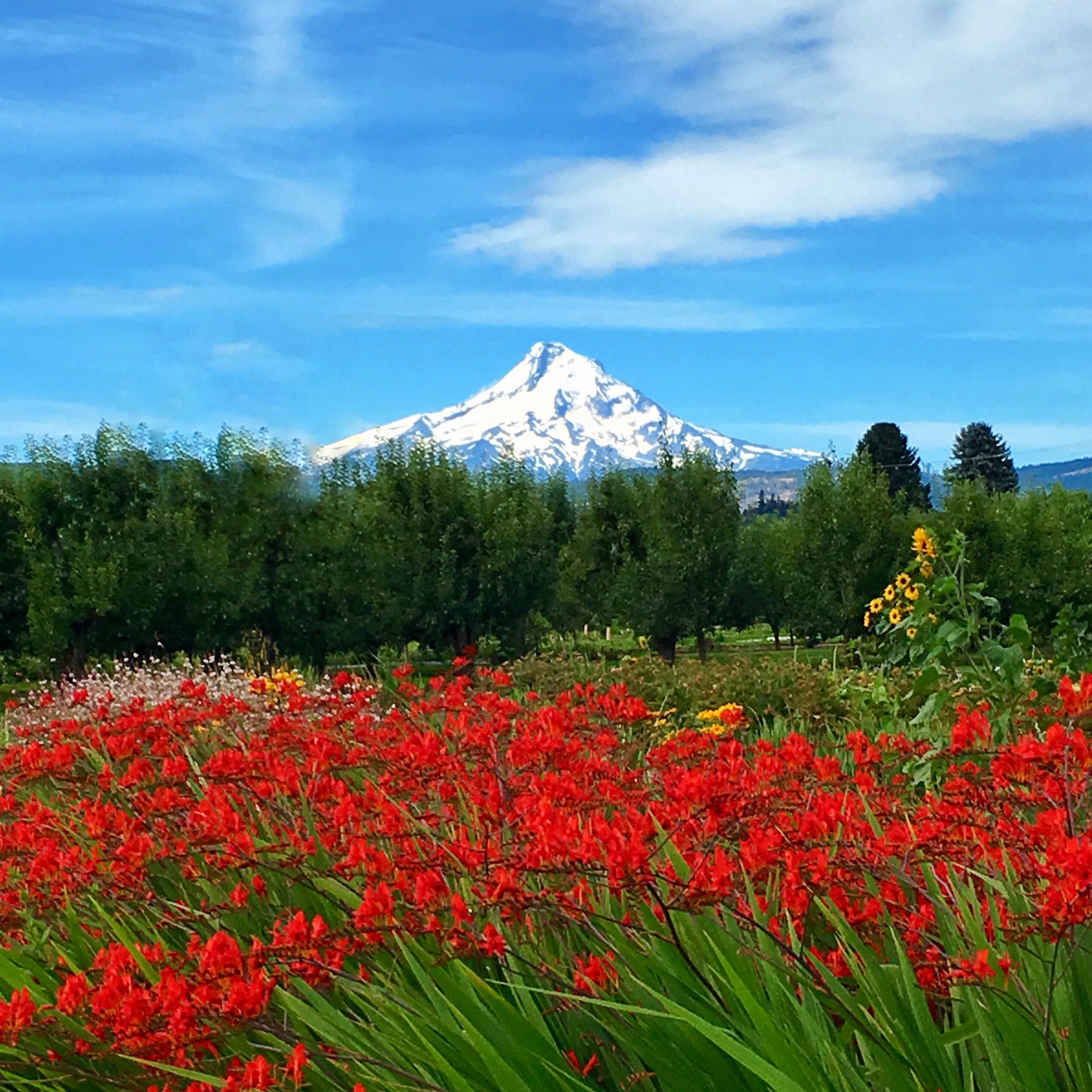 More Oregon