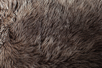 RACOON