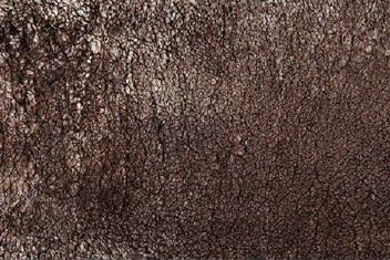 SNOWY BROWN