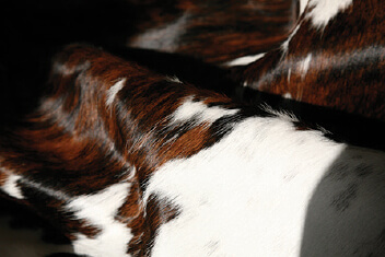 TRICOLOR