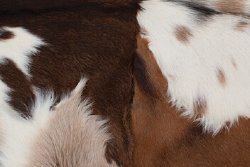 MIXED GOAT