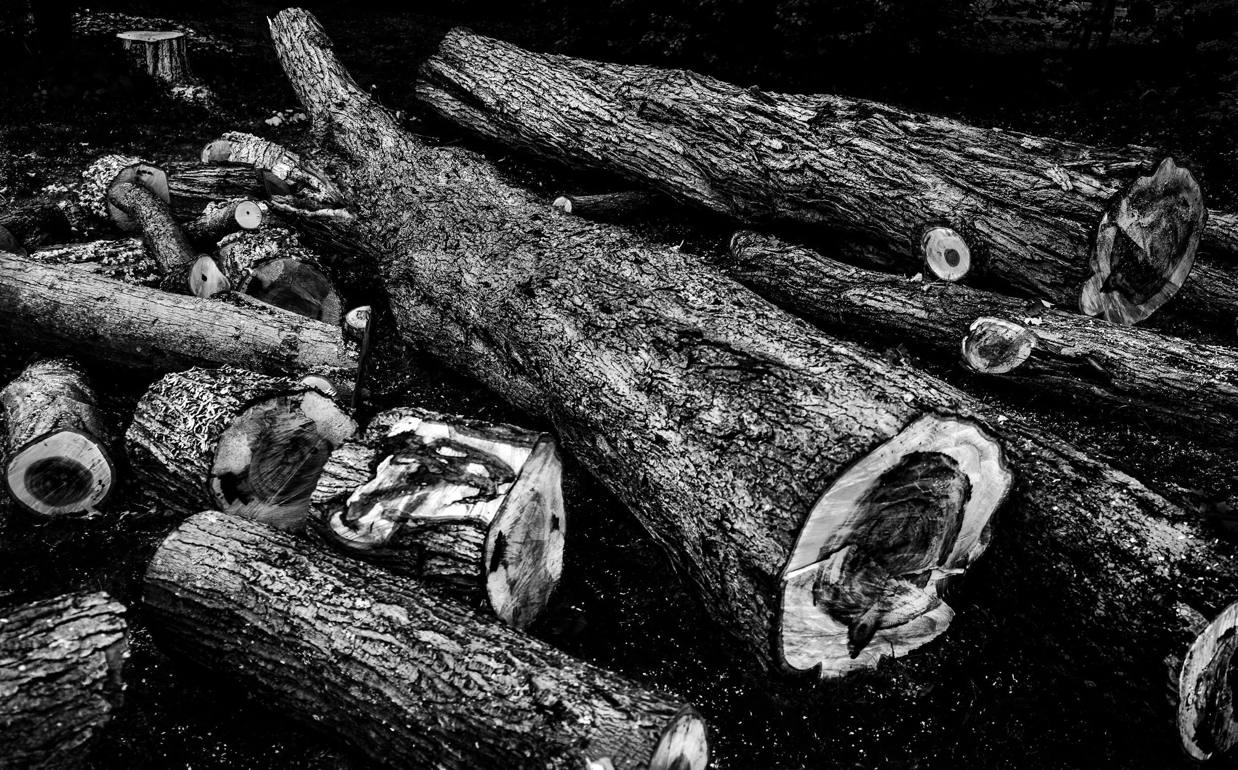 Cutting Trees-24.jpg