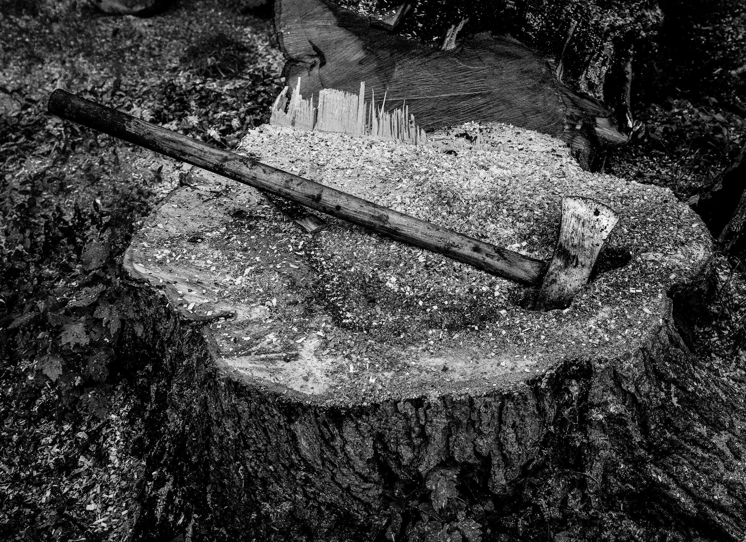 Cutting Trees-28.jpg