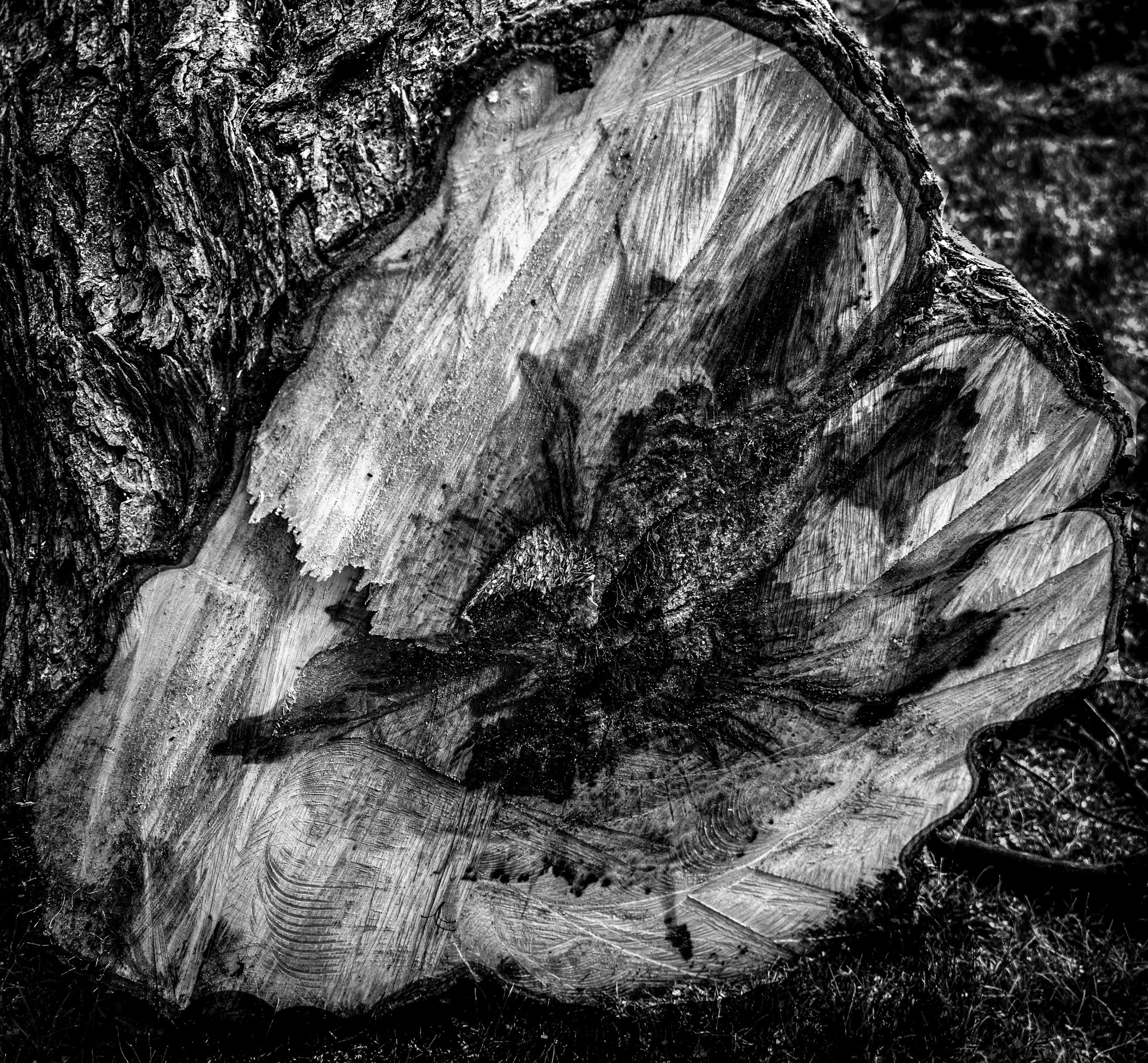Cutting Trees-30.jpg