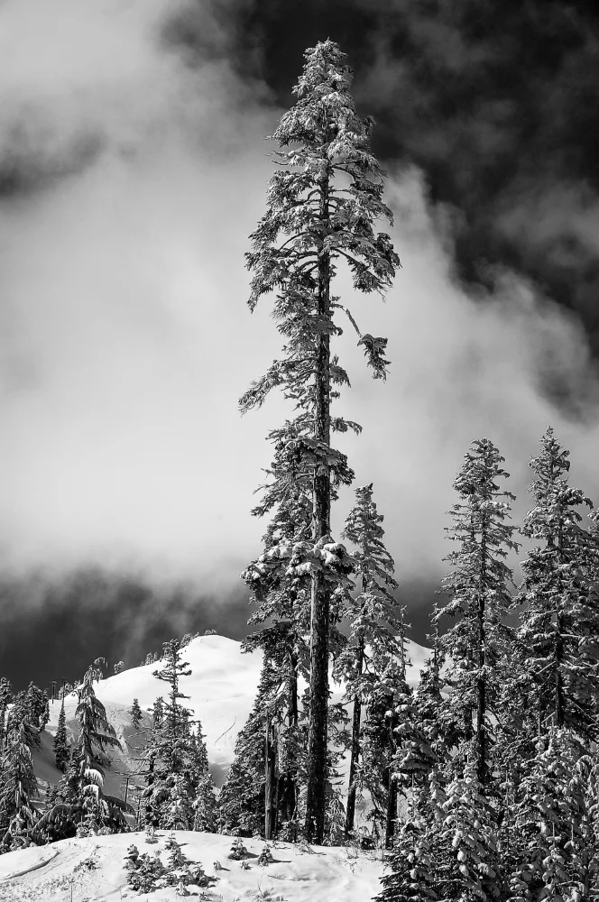 Snow Trees-3.jpg