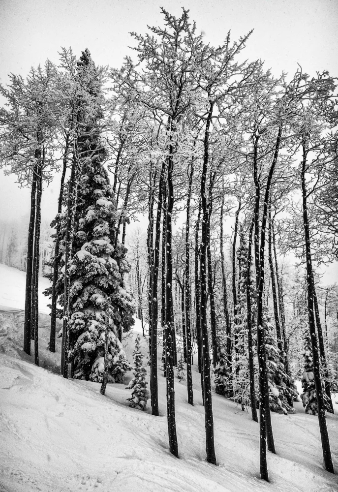 Snow Trees-5.jpg