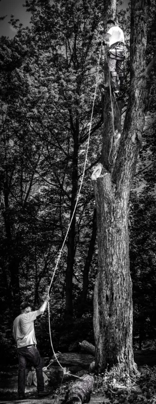 Cutting Trees-20.jpg