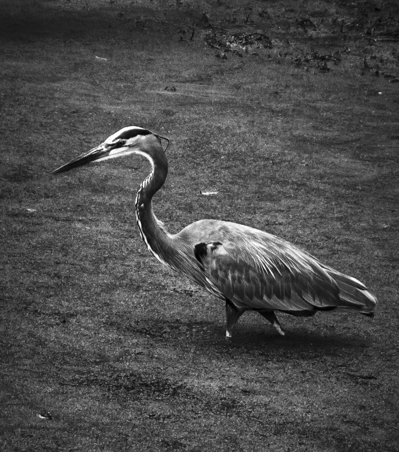 pgh to dc bw103.jpg