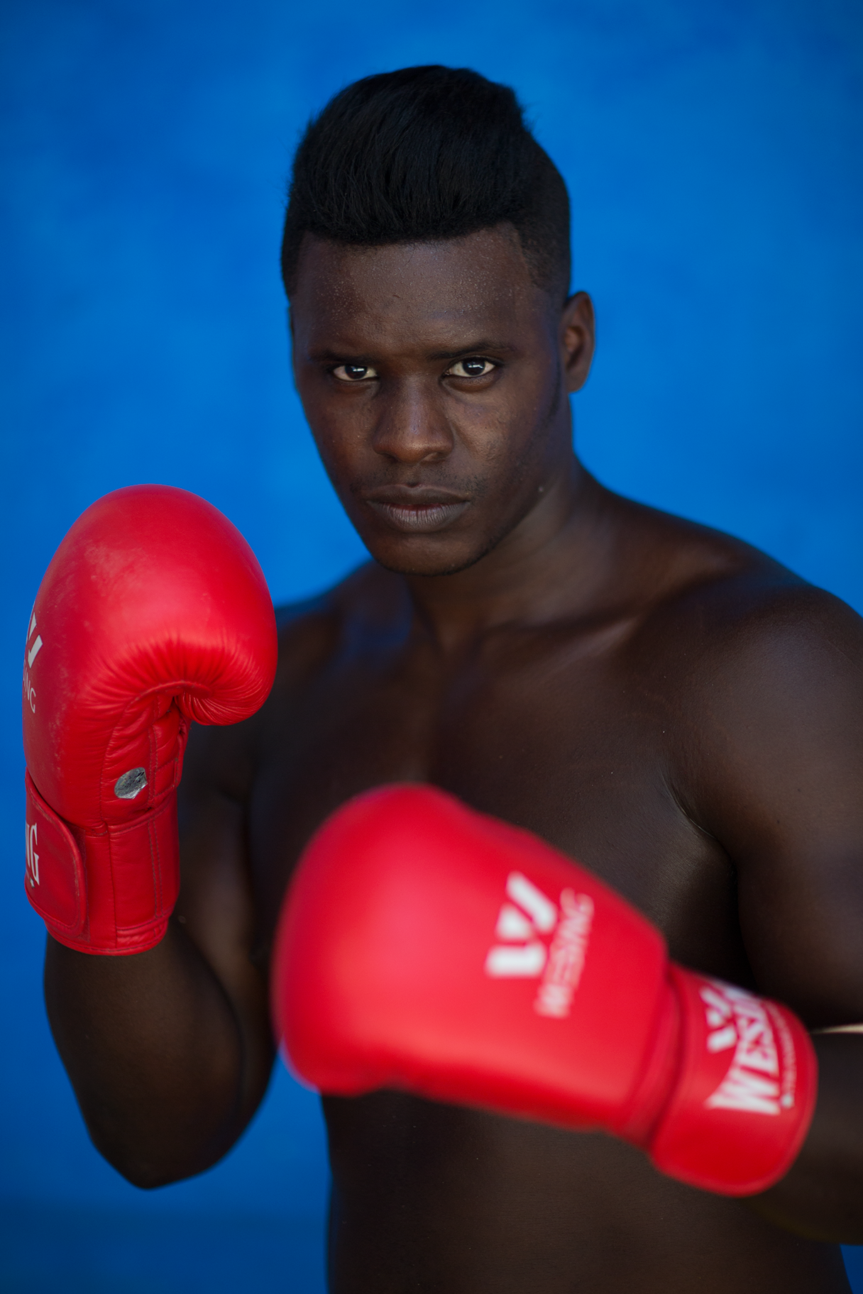 Boxer_Portrait_2.png