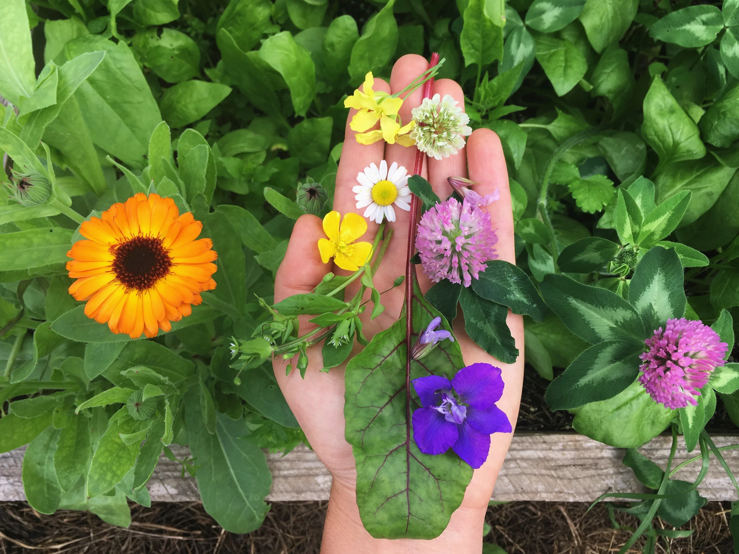 Hand and rainbow flowers.jpg
