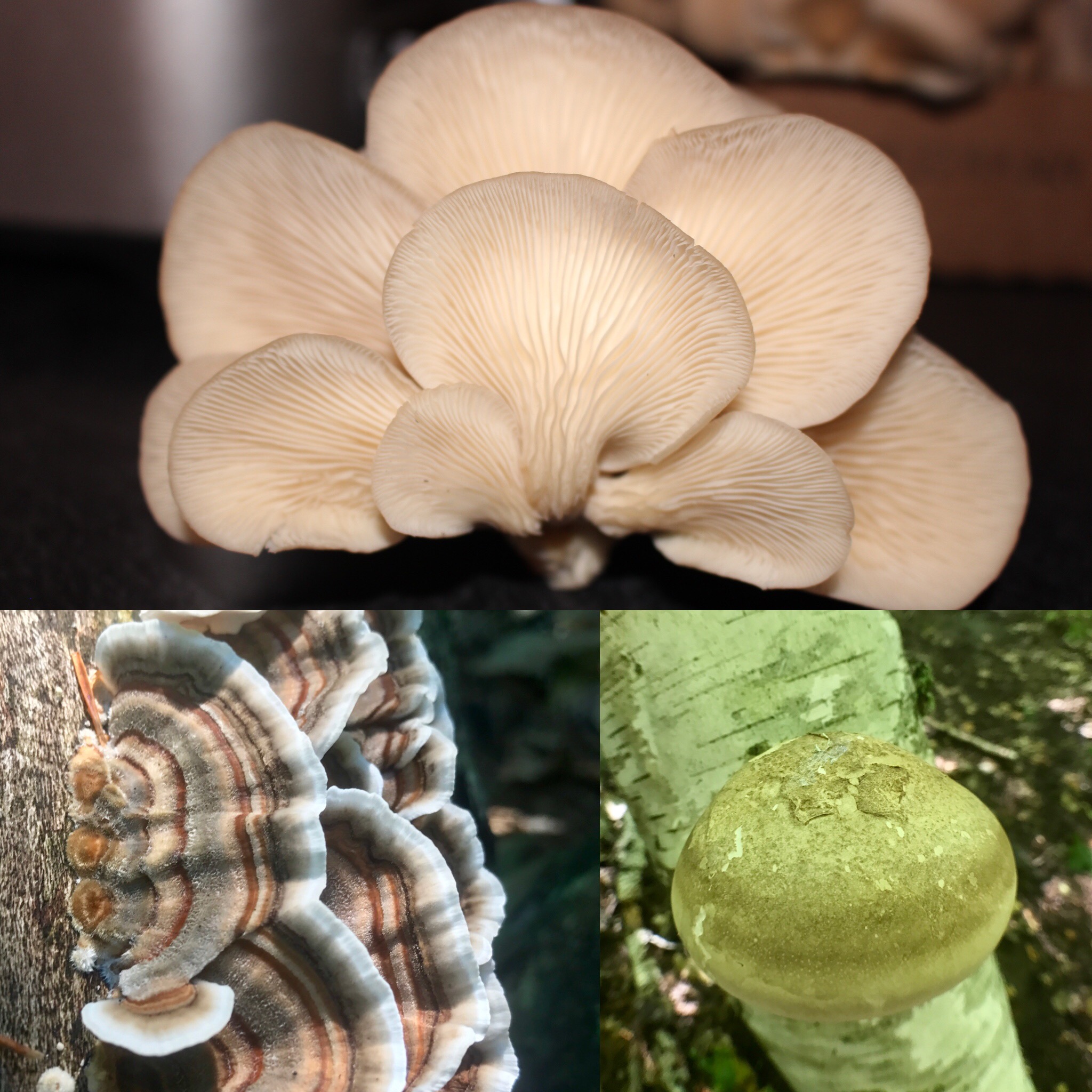 Fungal Pharmacology